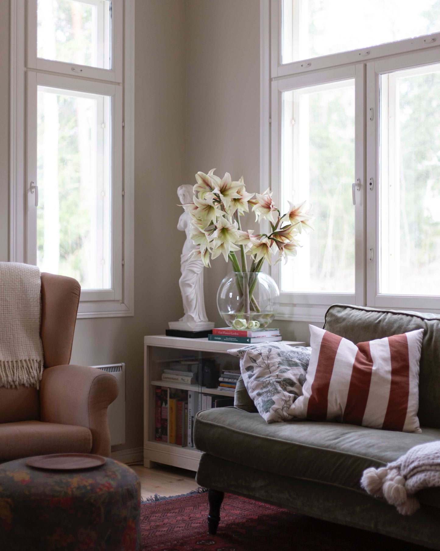 Amaryllis Green Magic®