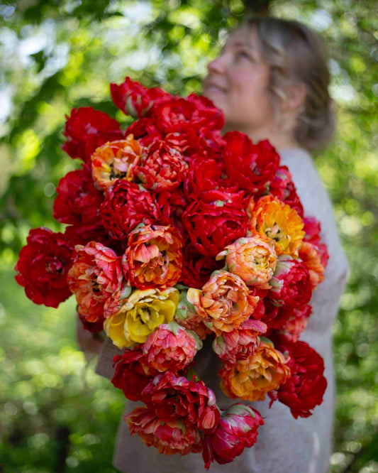 Kerrannainen tulppaani Gudoshnik Double