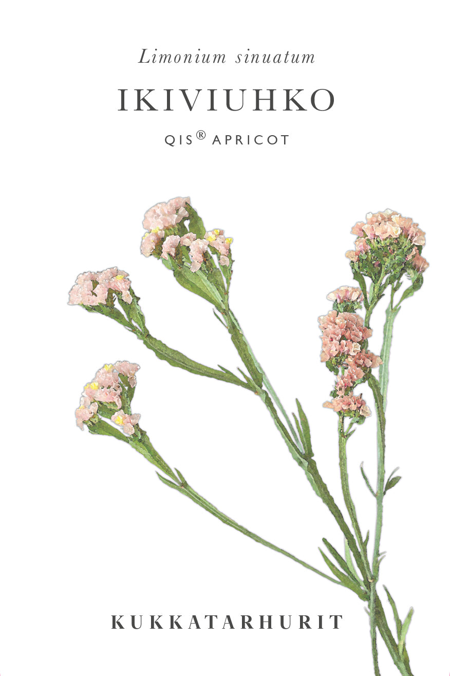 Ikiviuhko QIS® Apricot