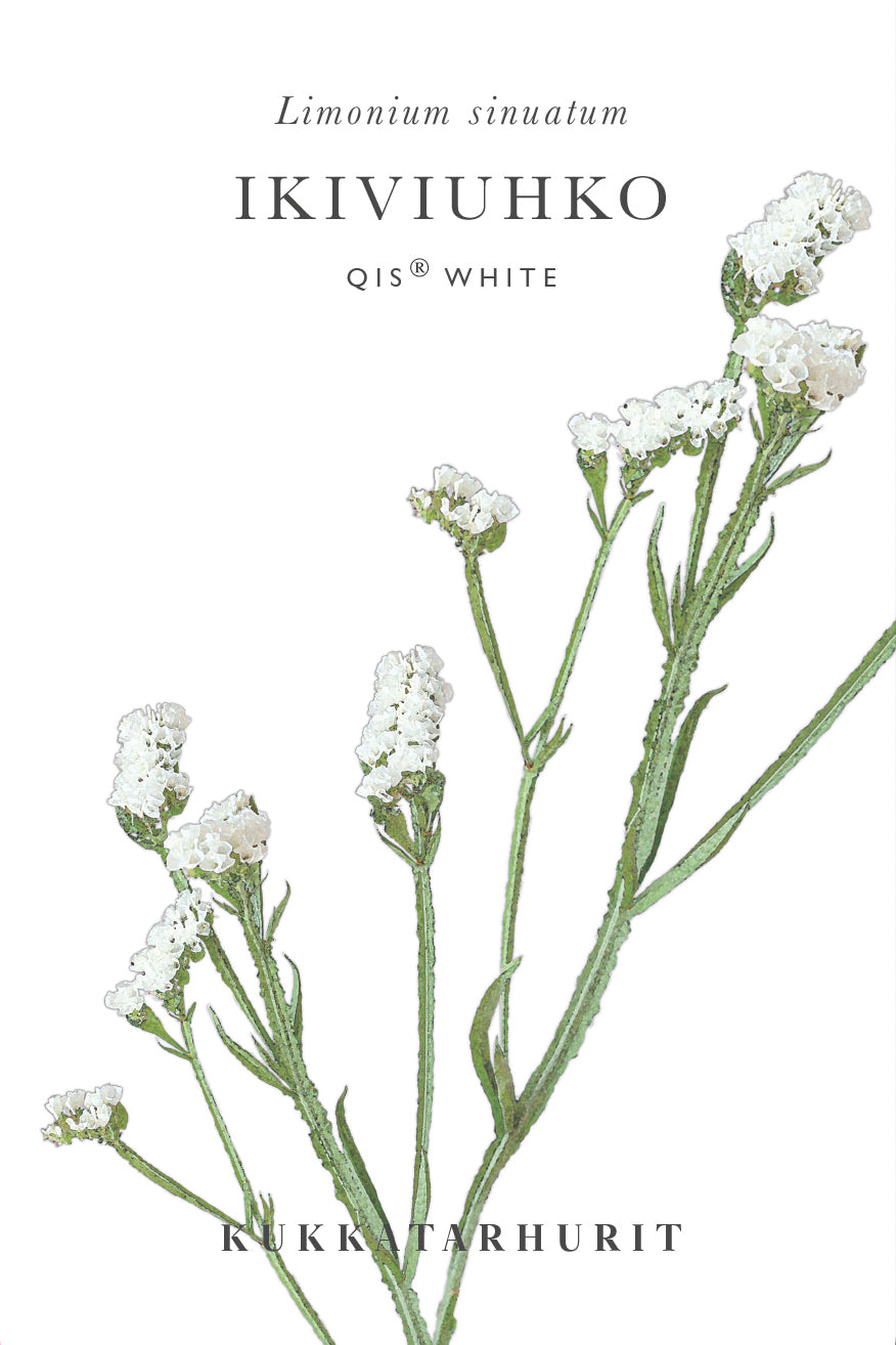 Ikiviuhko QIS® White