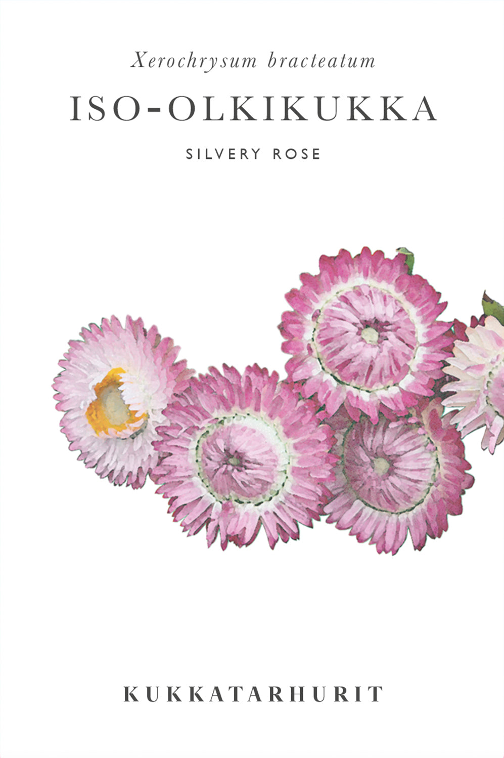 Iso-olkikukka Silvery Rose