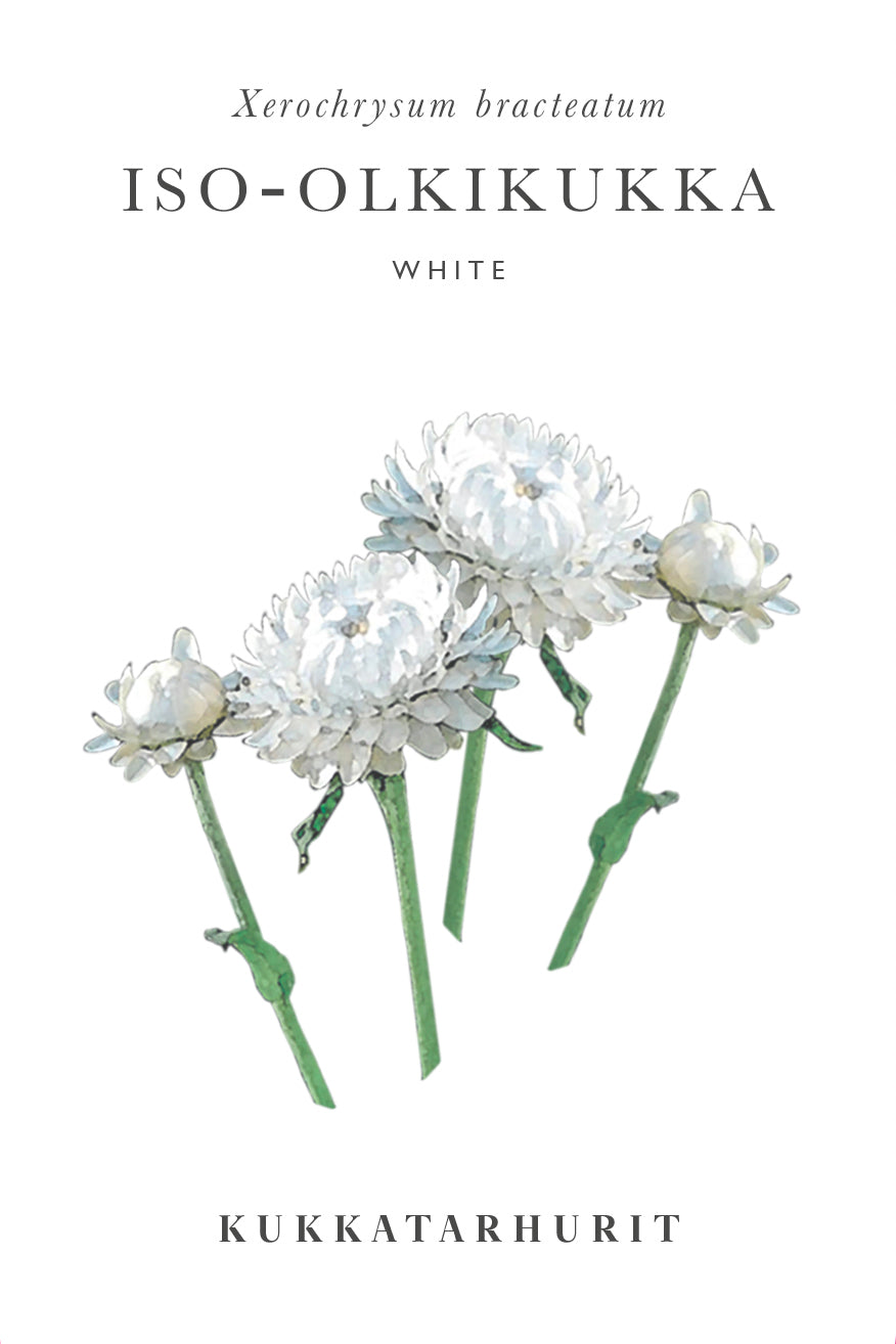 Iso-olkikukka White