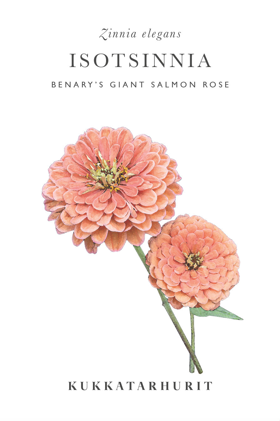 Isotsinnia Benary's Giant Salmon Rose