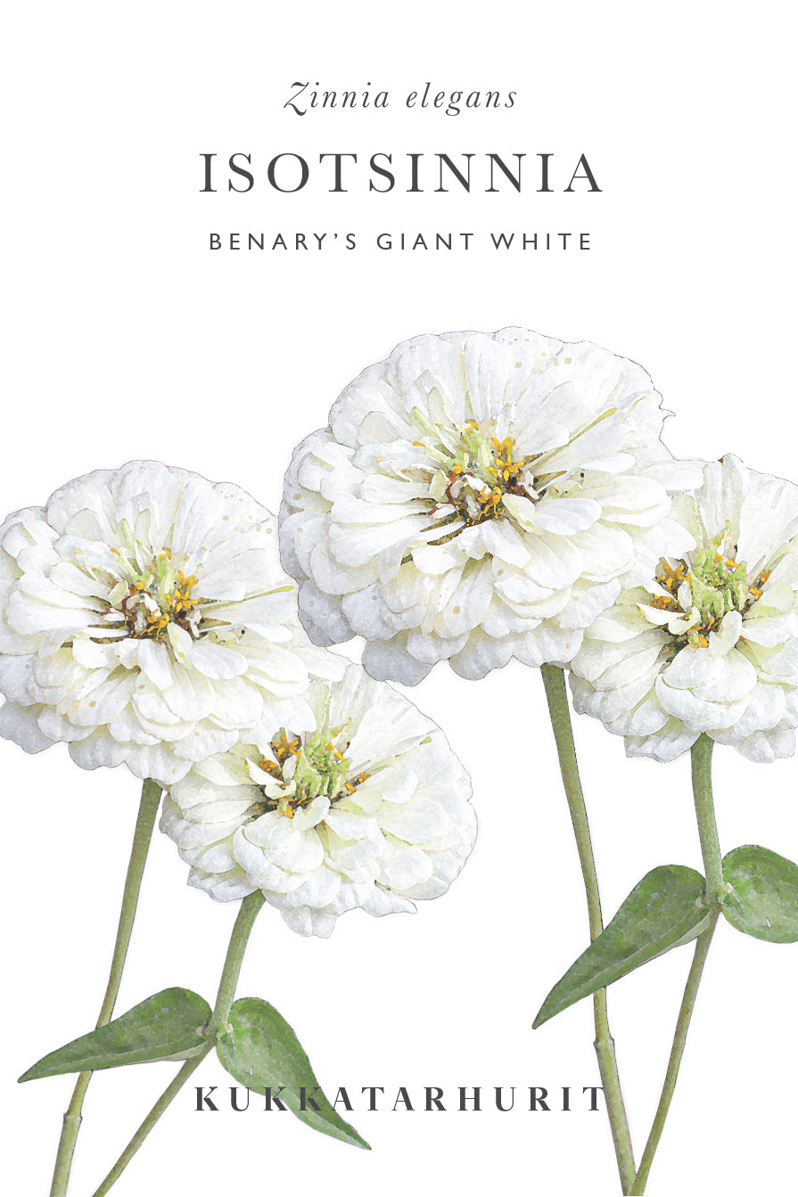 Isotsinnia Benary's Giant White