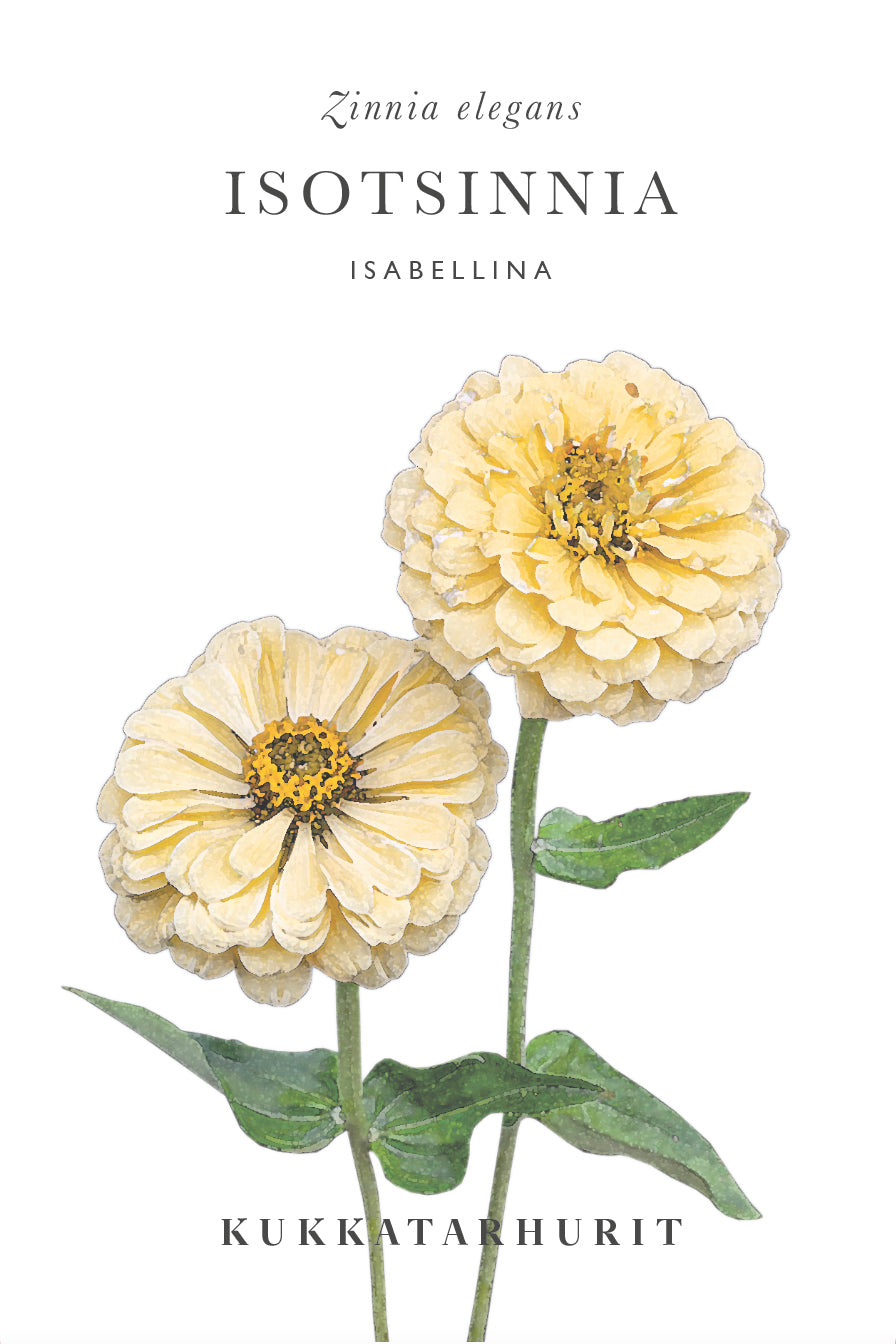 Isotsinnia Isabellina