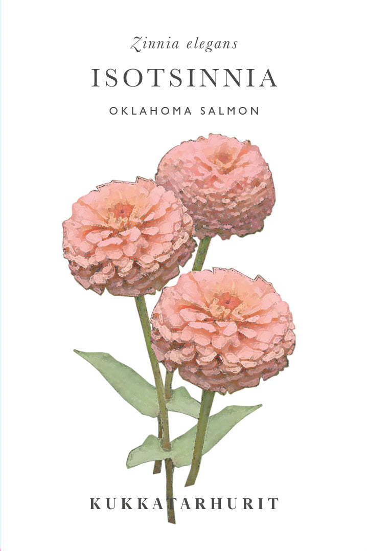 Isotsinnia Oklahoma Salmon