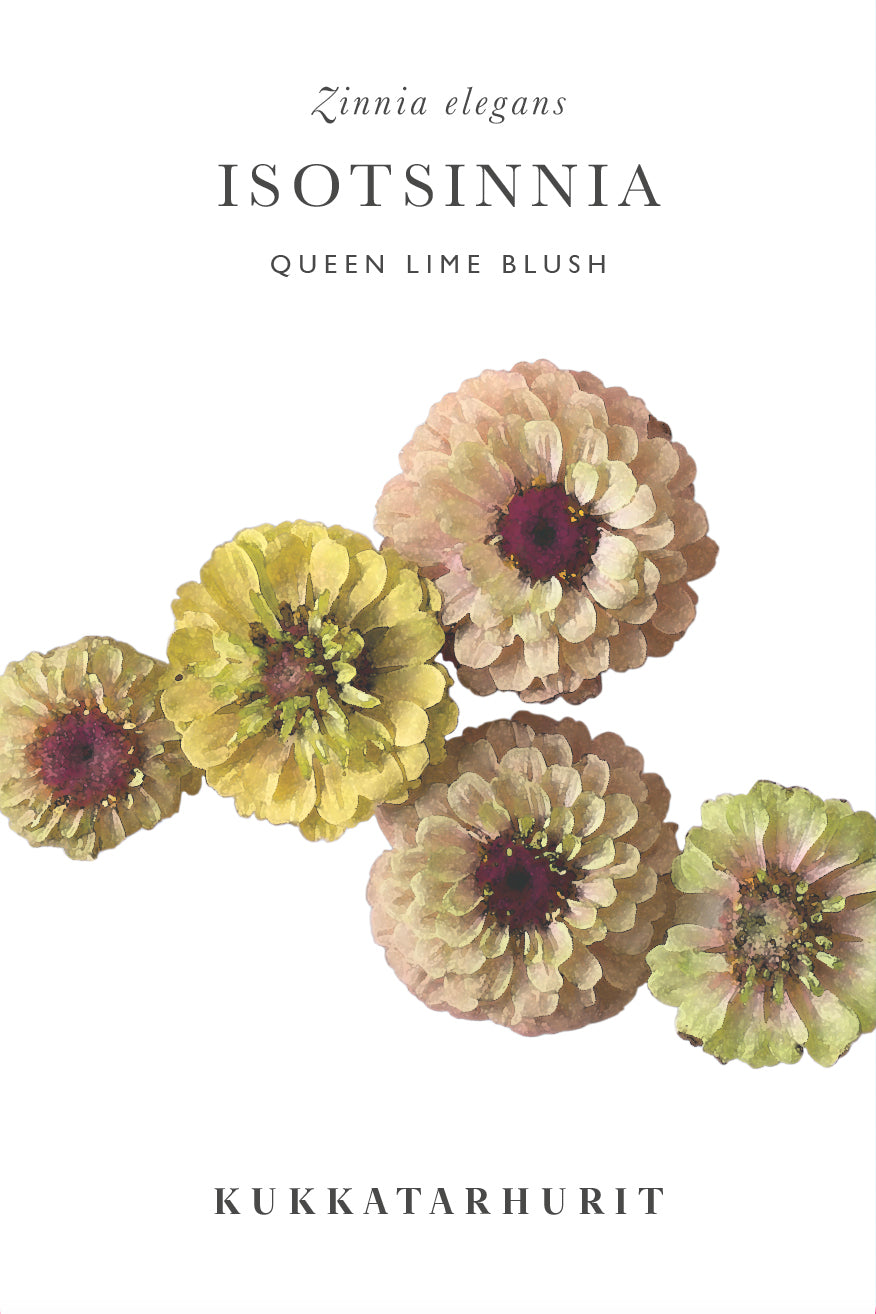 Isotsinnia Queen Lime Blush