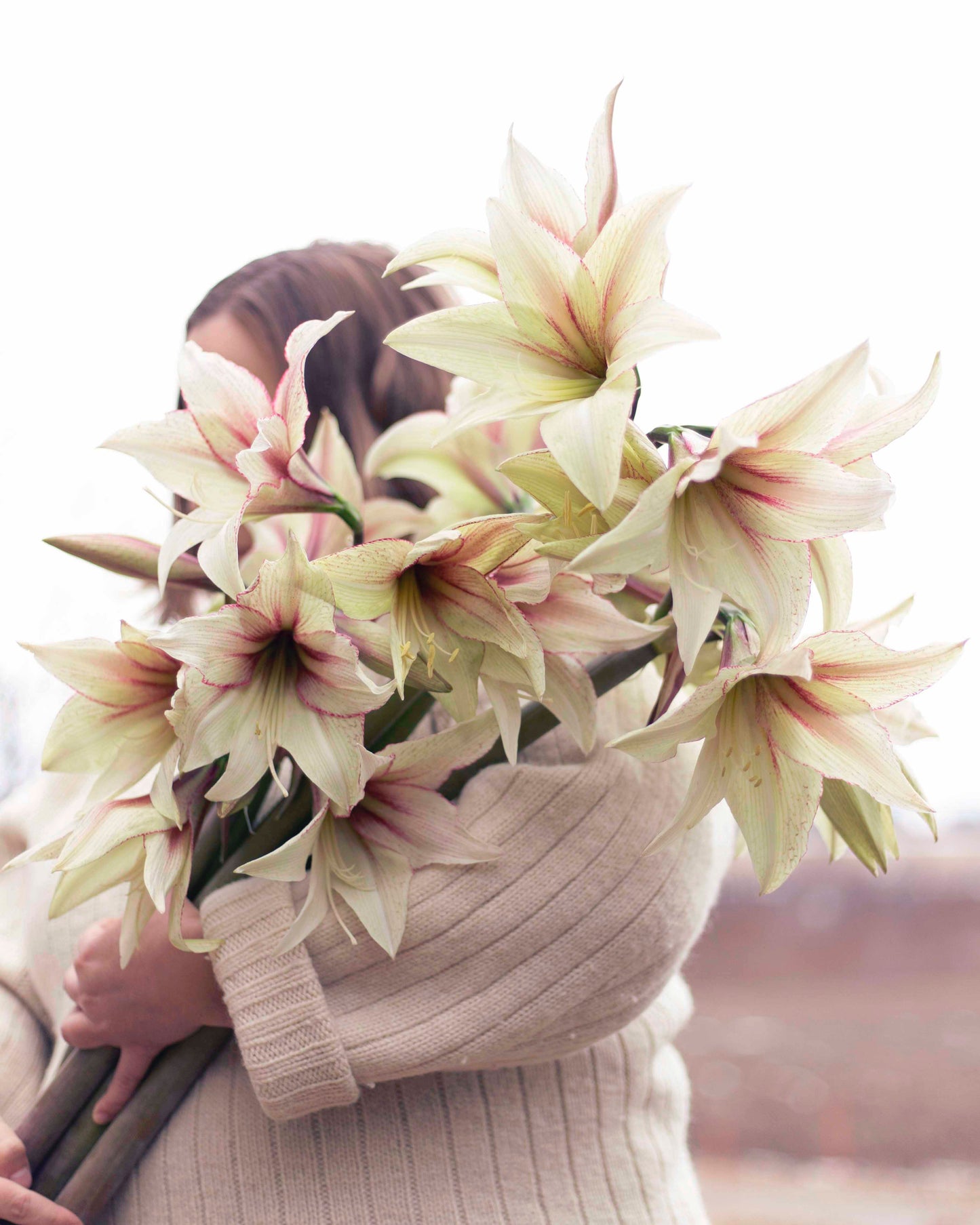 Amaryllis Green Magic®