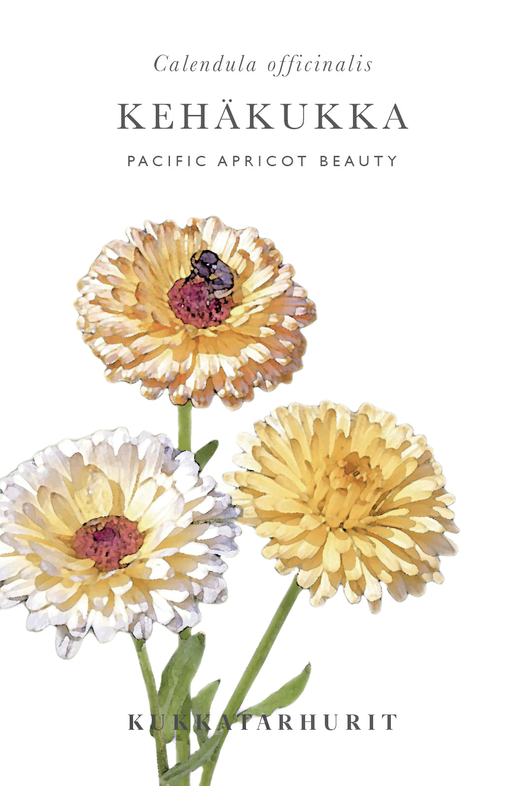 Kehäkukka Pacific Apricot Beauty