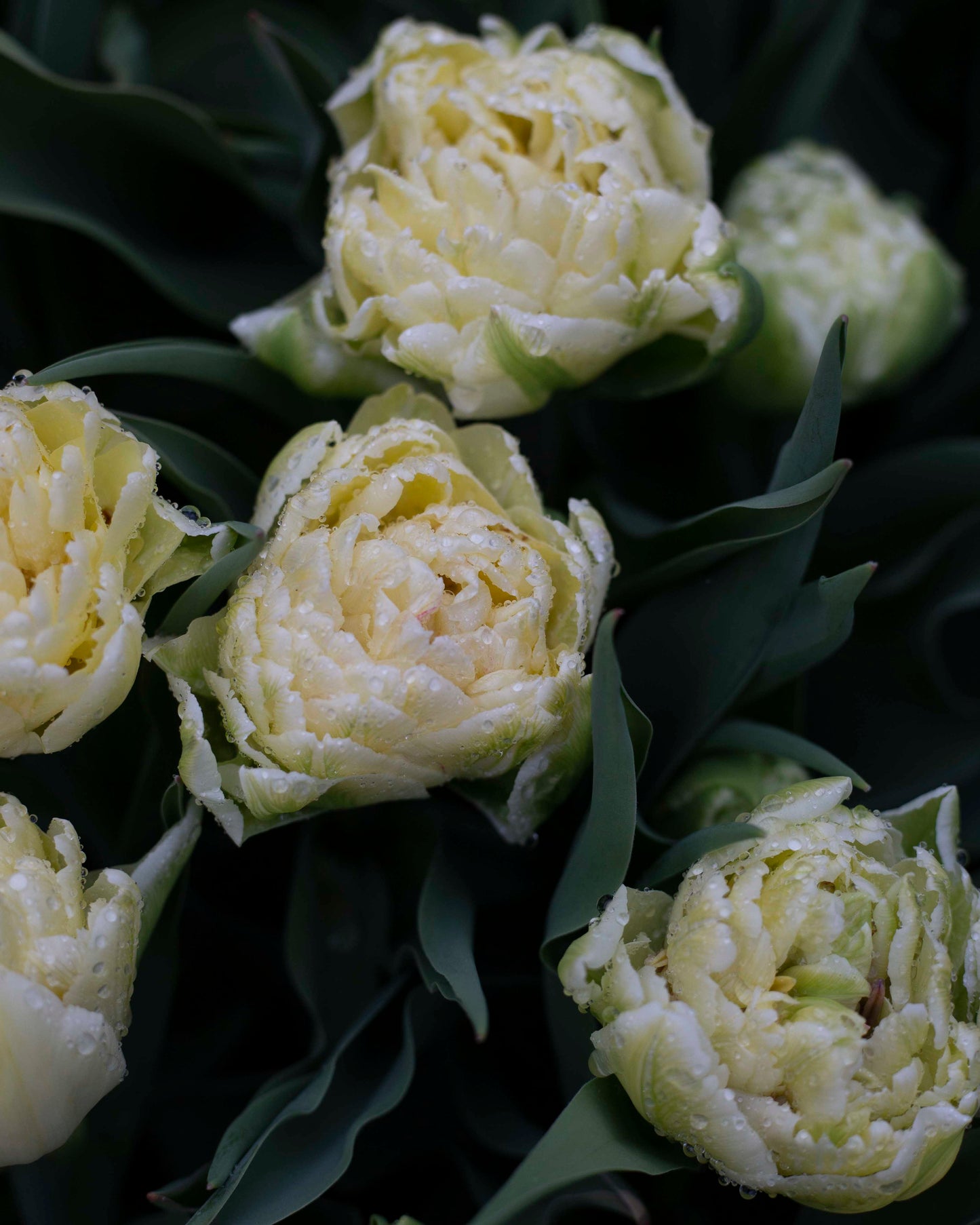 Kerrannainen tulppaani Avant Garde