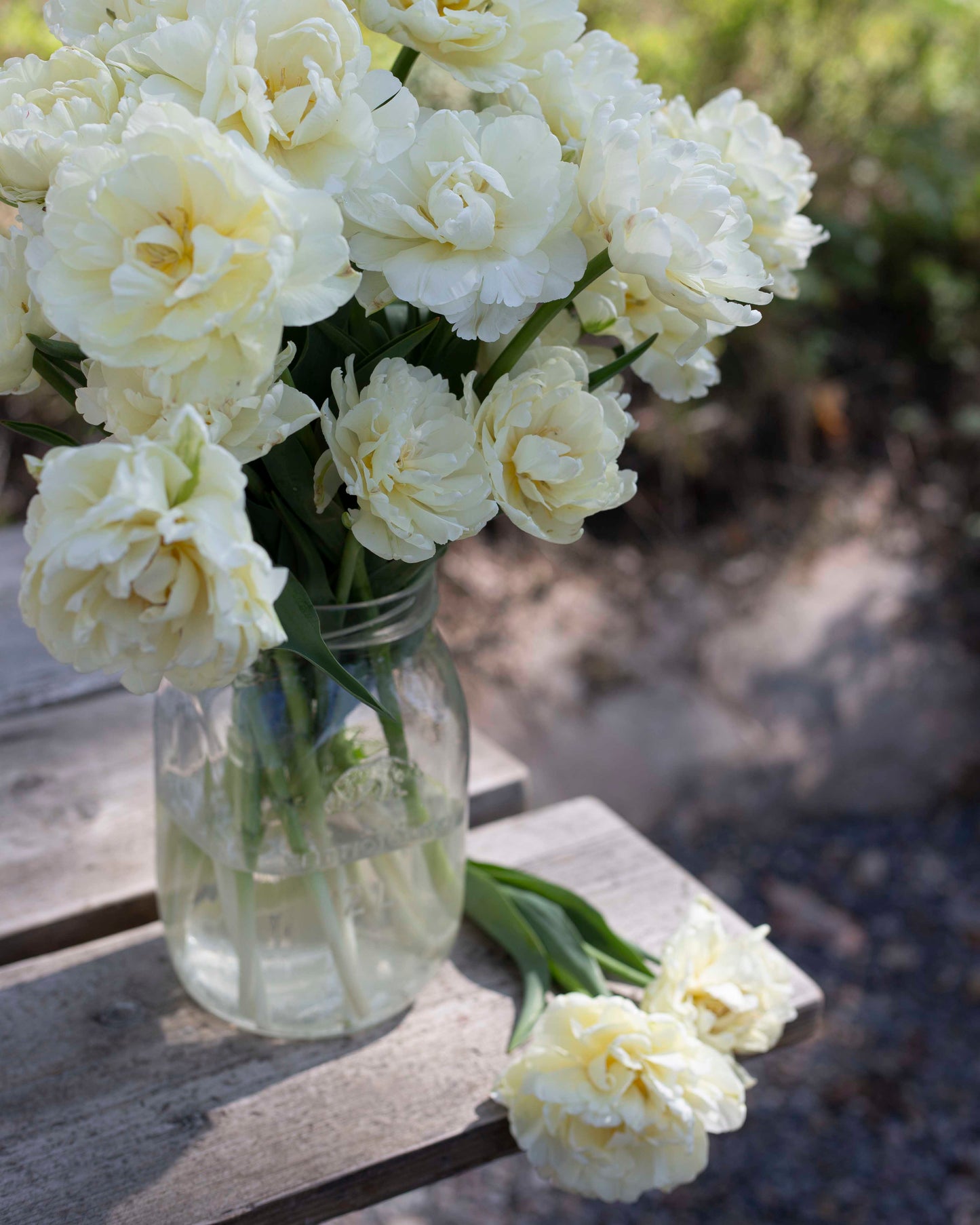 Kerrannainen tulppaani Avant Garde