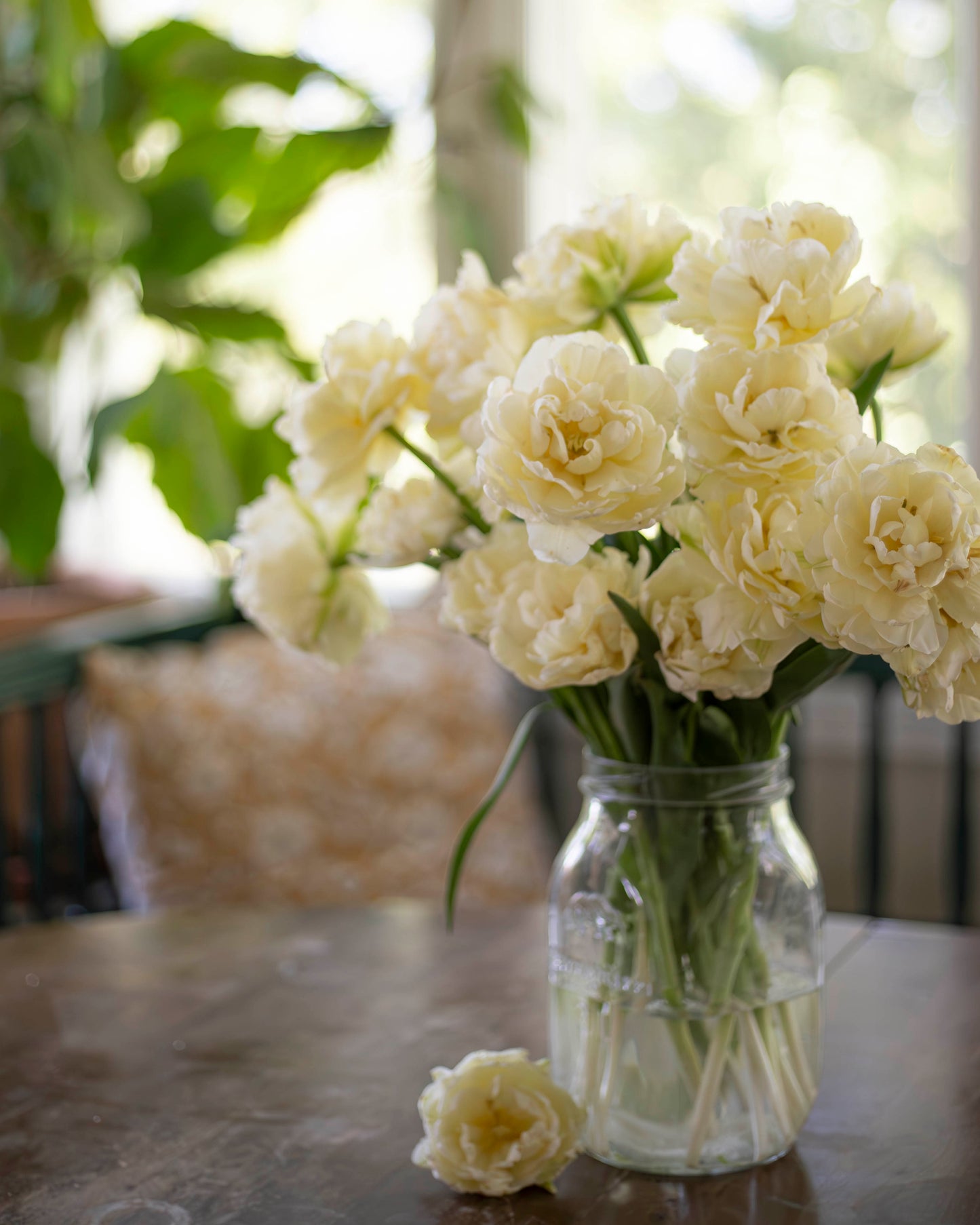 Kerrannainen tulppaani Avant Garde