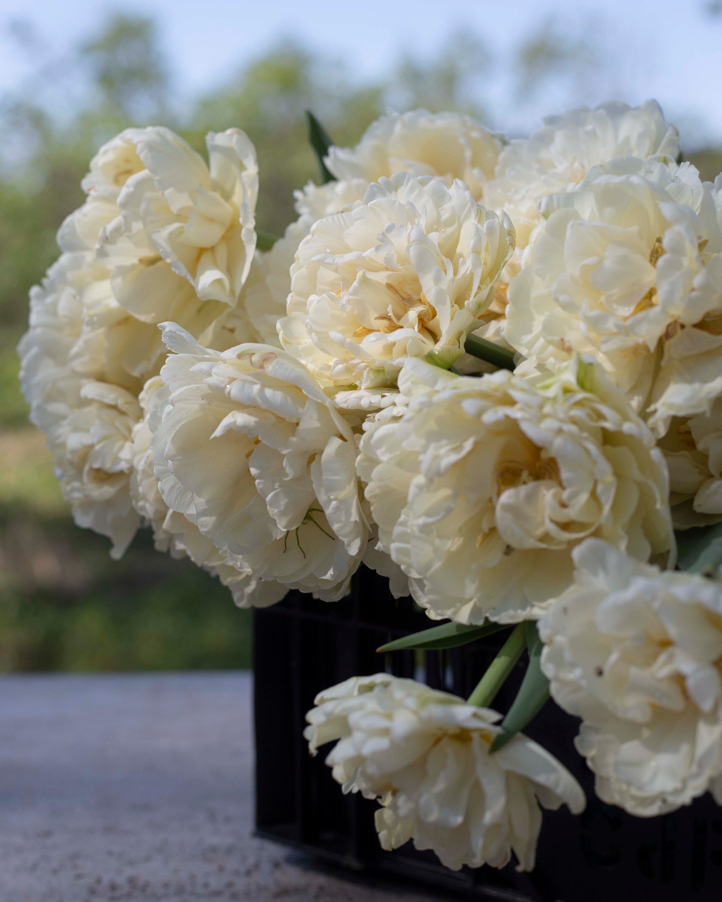 Kerrannainen tulppaani Avant Garde