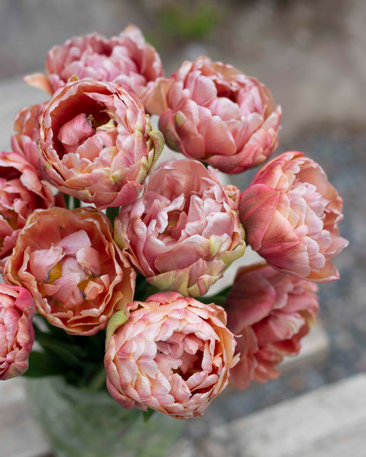 Kerrannainen tulppaani Copper Image