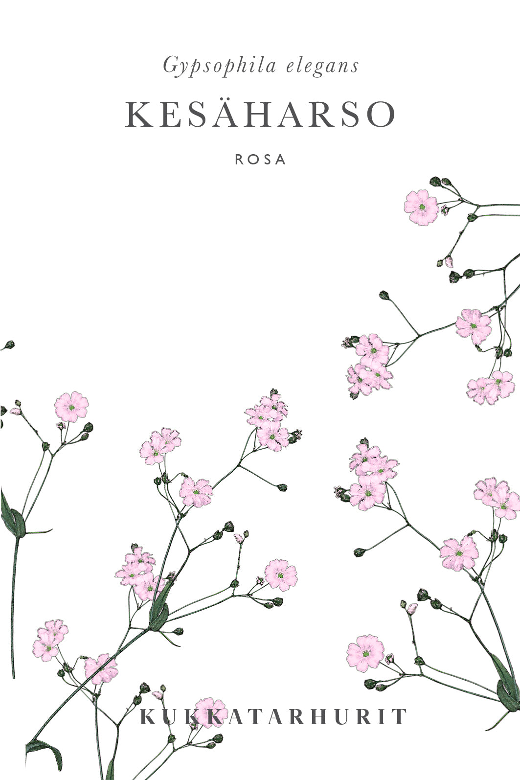 Kesäharso Rosa