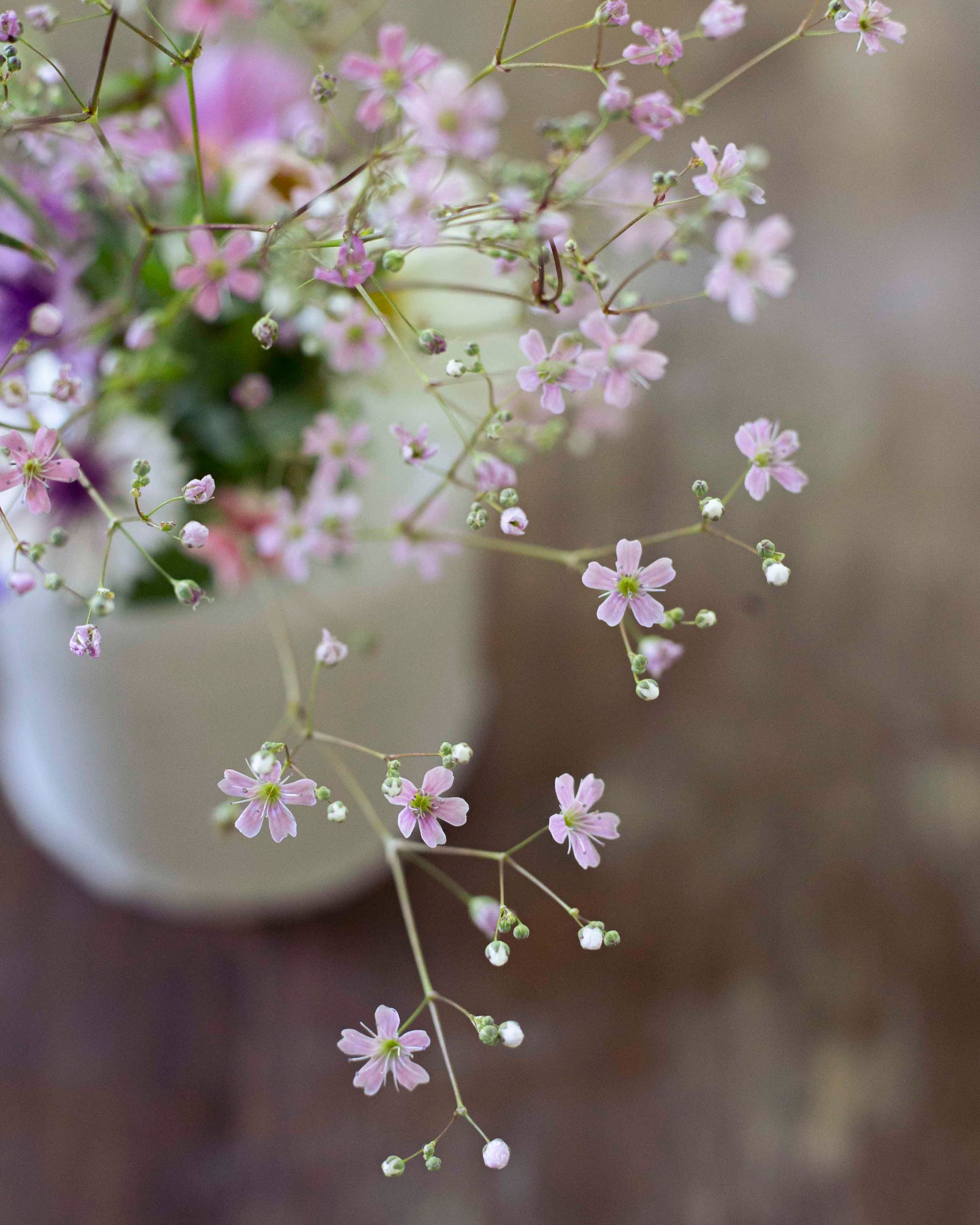 Kesäharso Rosa