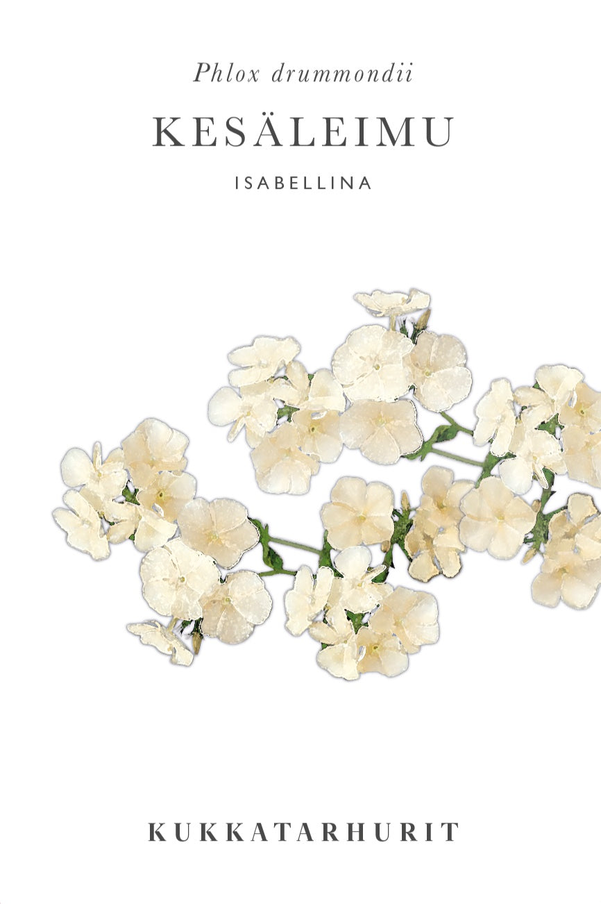 Kesäleimu Isabellina