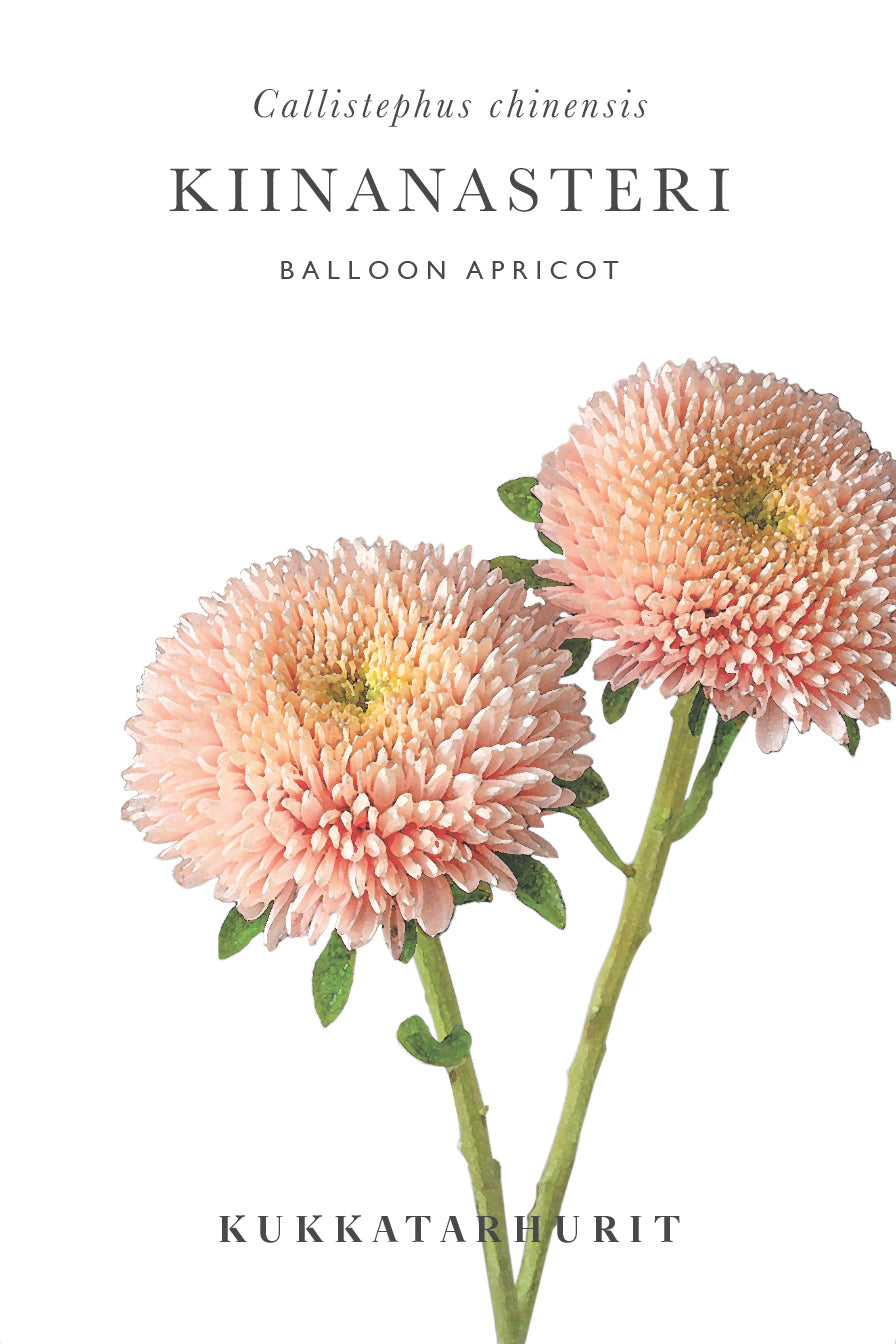 Kiinanasteri Balloon Apricot
