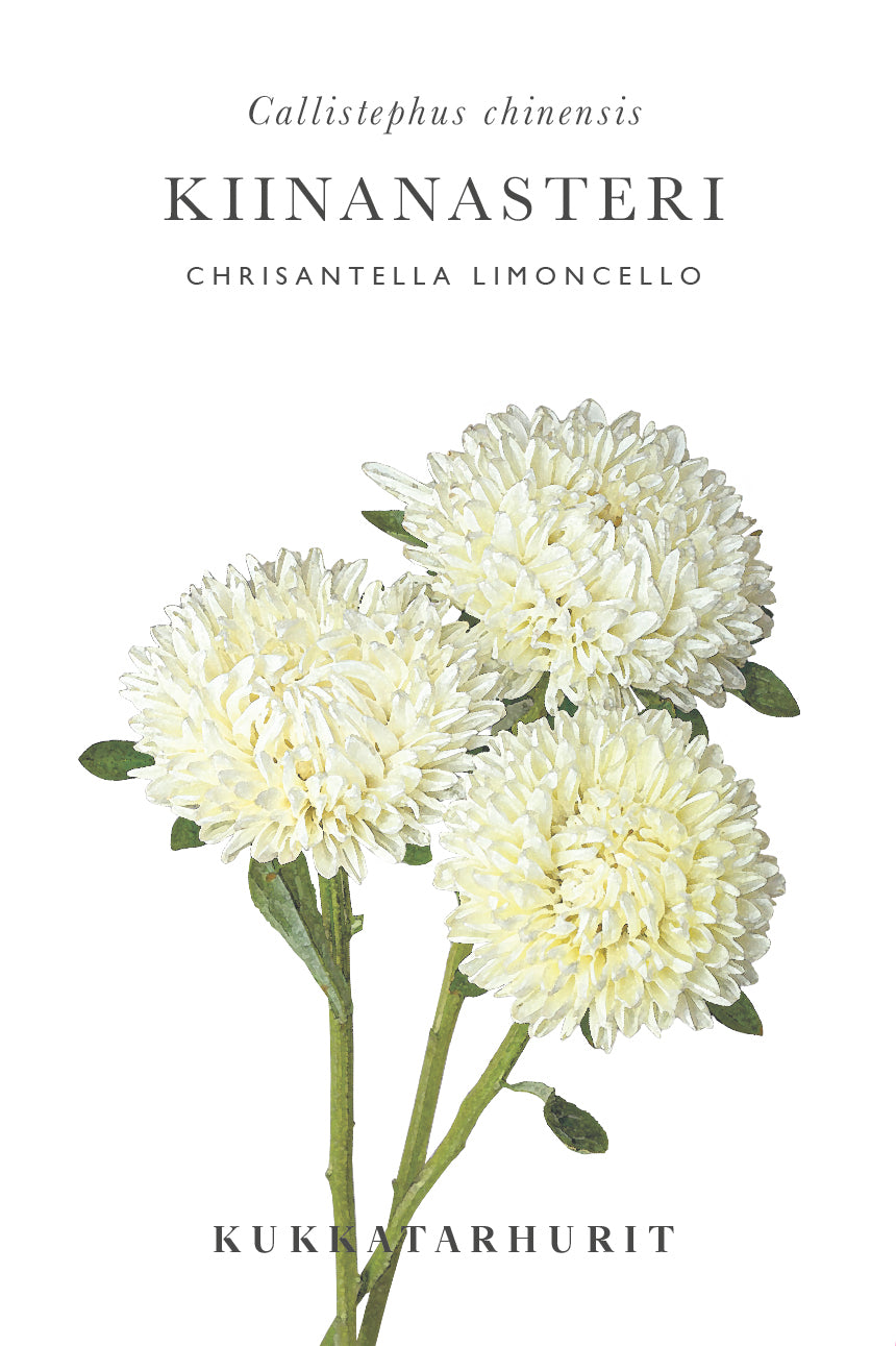 Kiinanasteri Chrisantella Limoncello