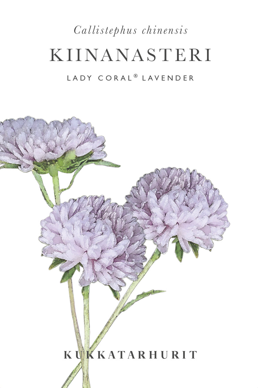 Kiinanasteri Lady Coral® Lavender
