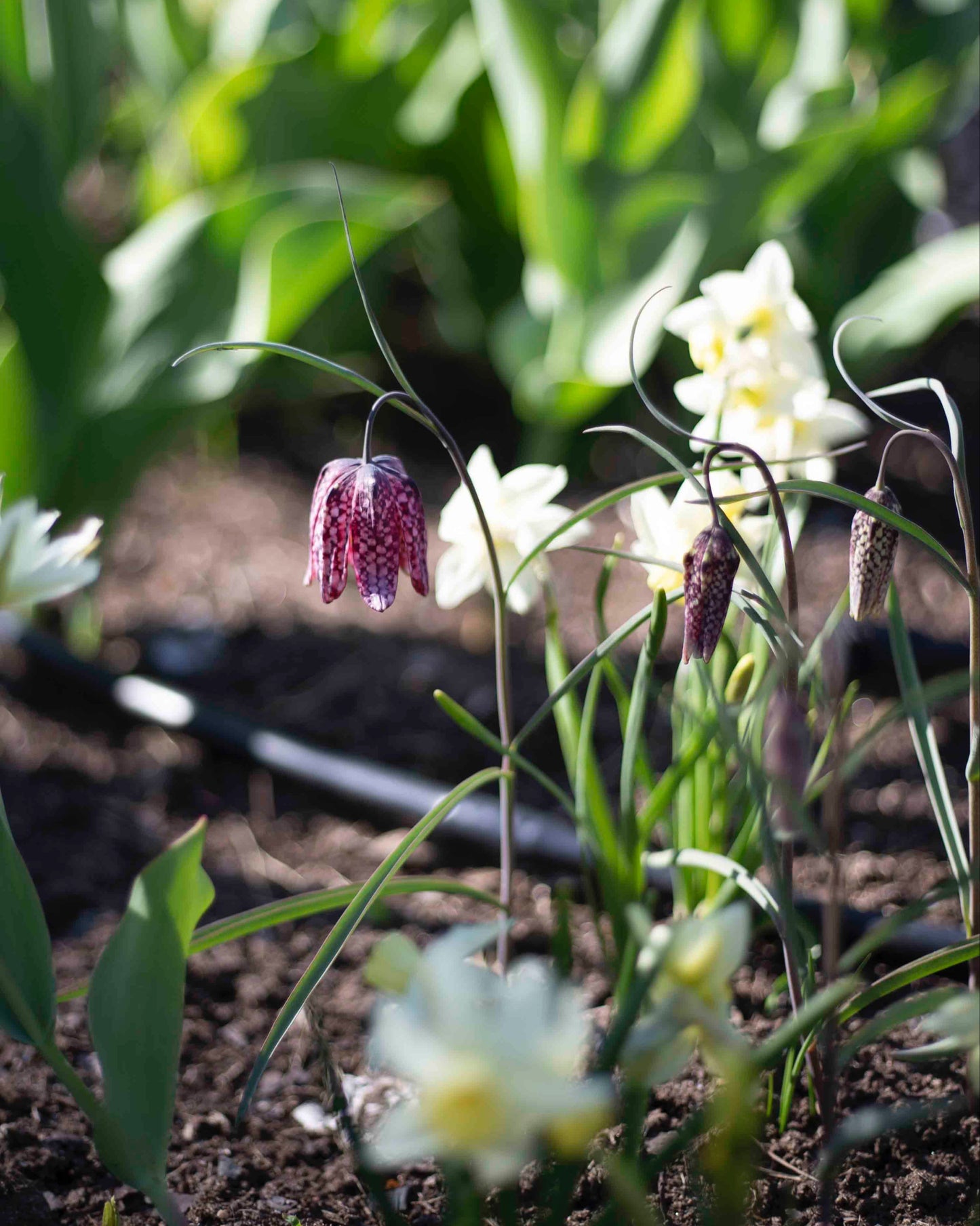 Kirjopikarililja Mix