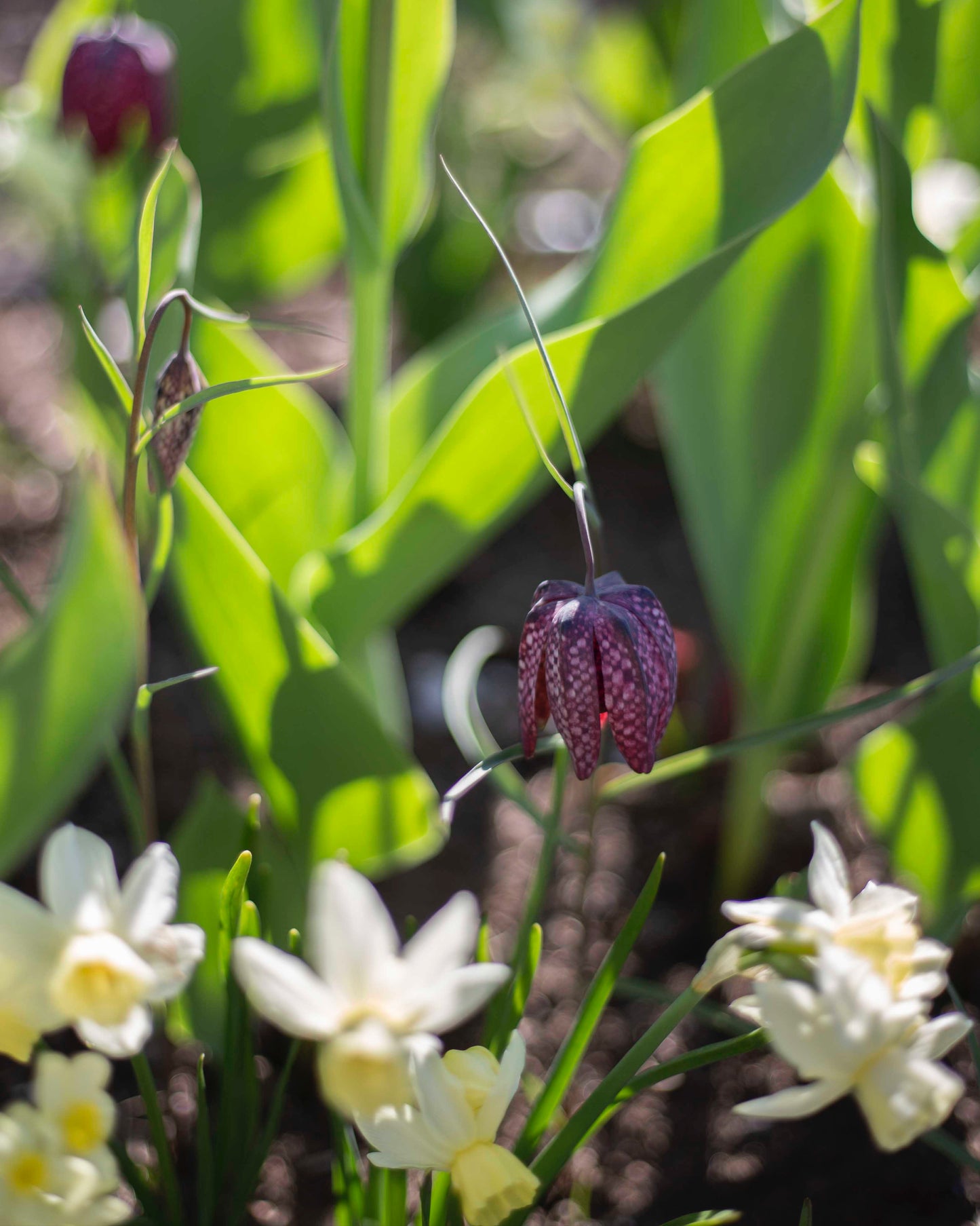 Kirjopikarililja Mix