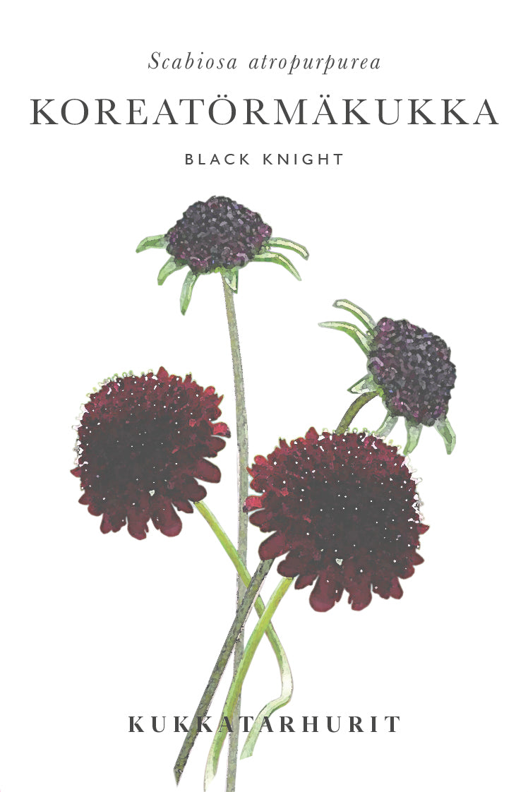 Koreatörmäkukka Black Knight