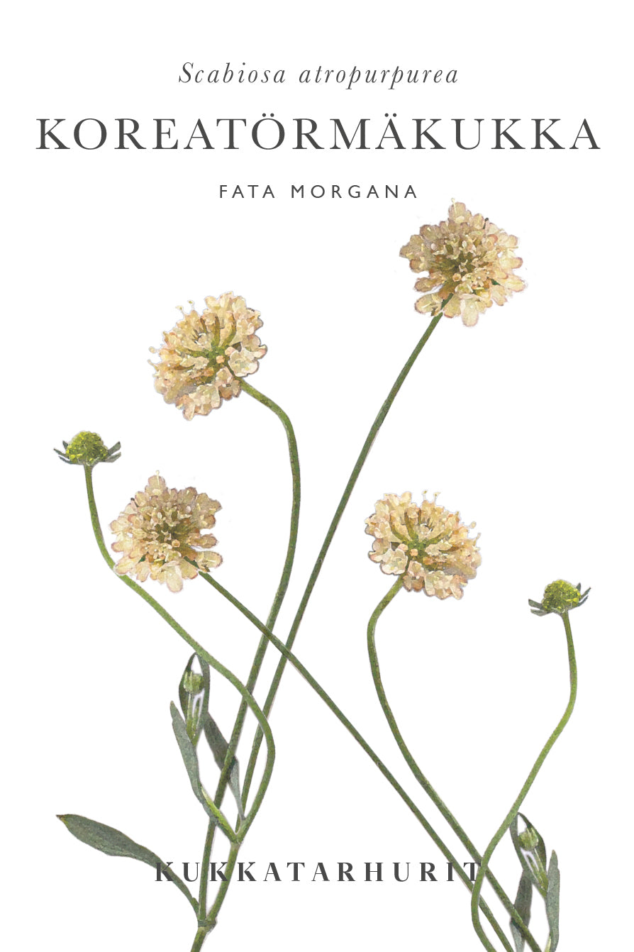 Koreatörmäkukka Fata Morgana