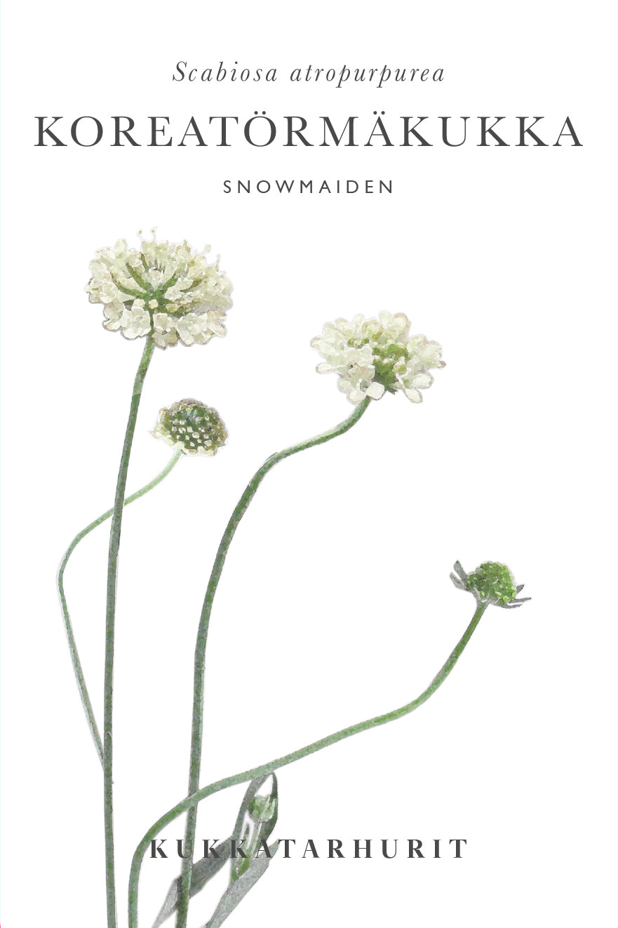 Koreatörmäkukka Snowmaiden