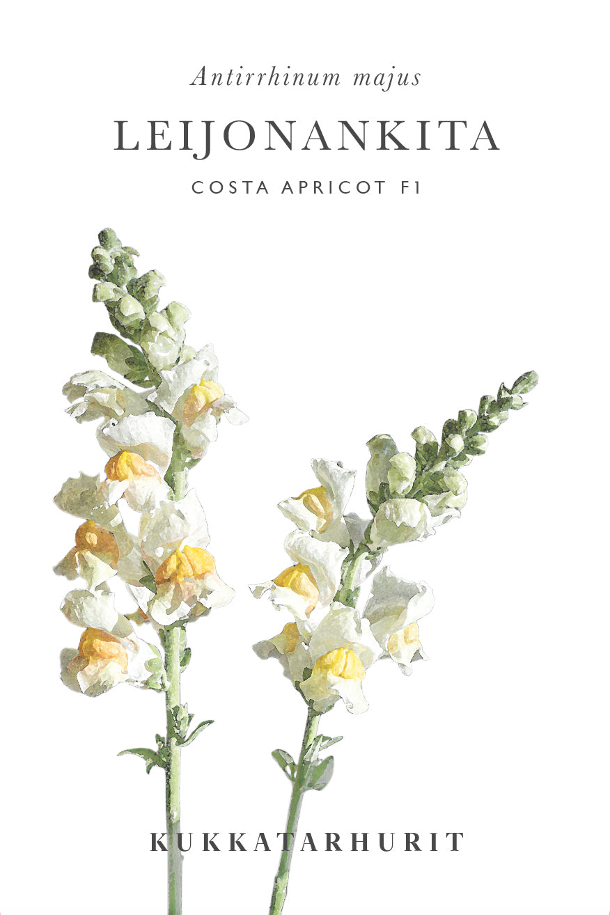 Leijonankita Costa Apricot