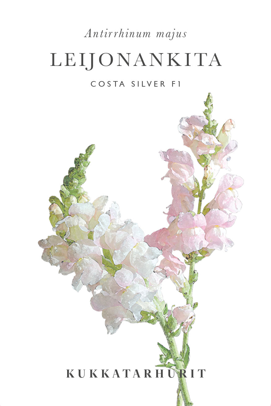 Leijonankita Costa Silver