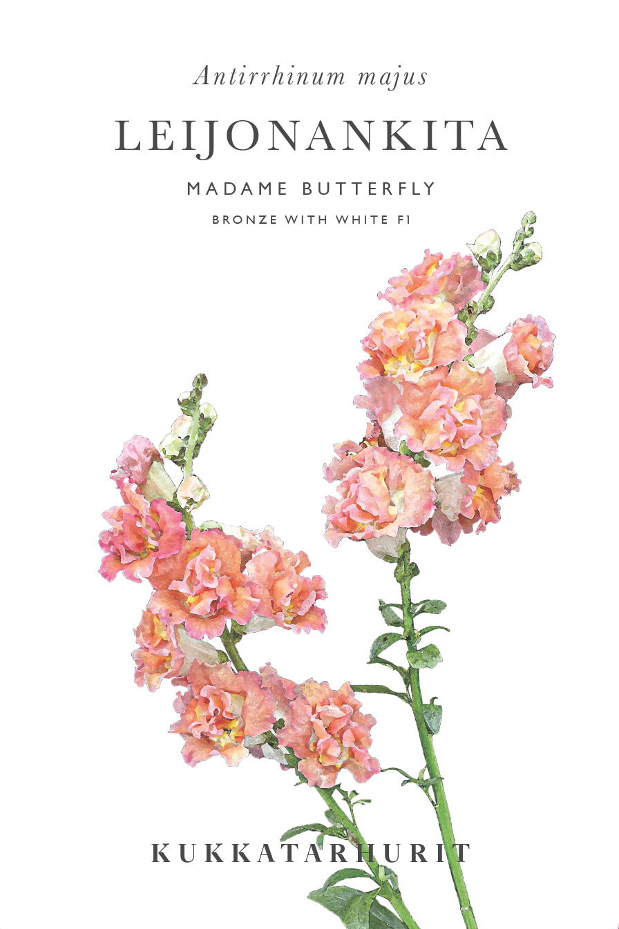 Leijonankita Madame Butterfly Bronze with White