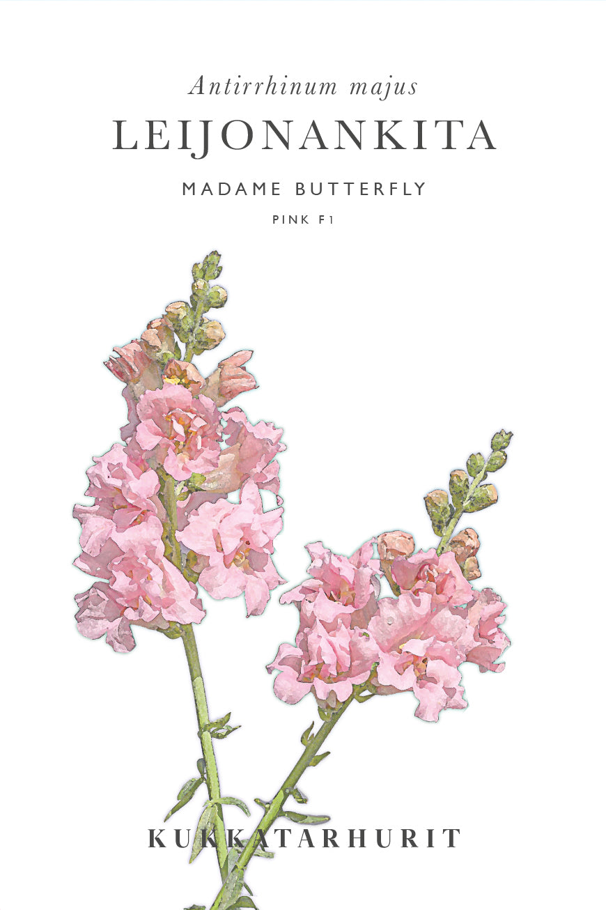 Leijonankita Madame Butterfly Pink