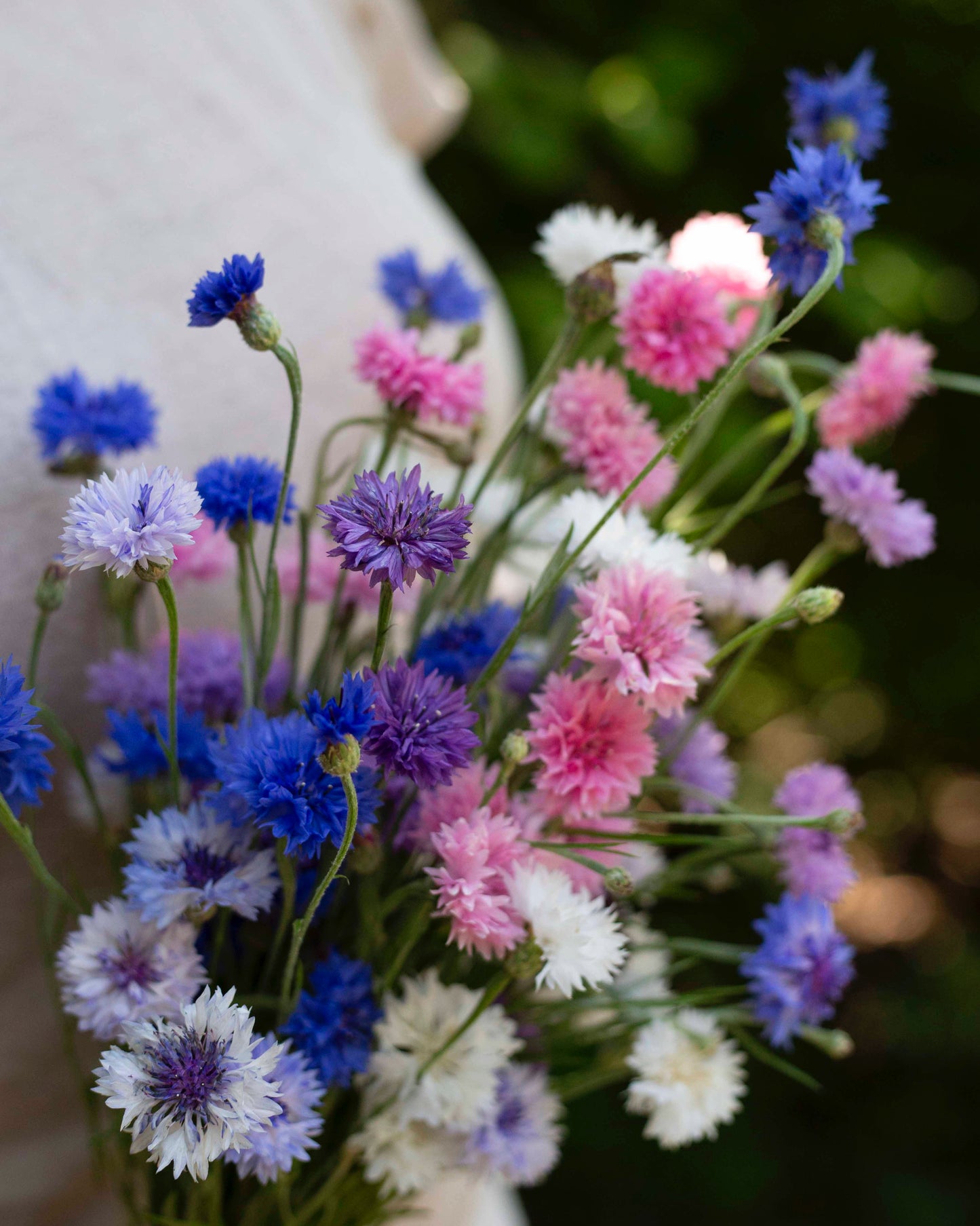 Ruiskaunokki Meadow mix