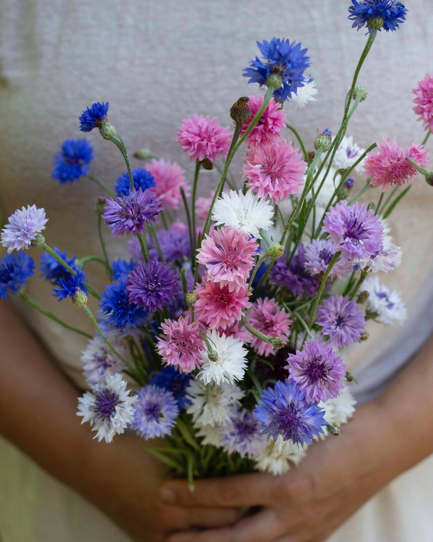 Ruiskaunokki Meadow mix
