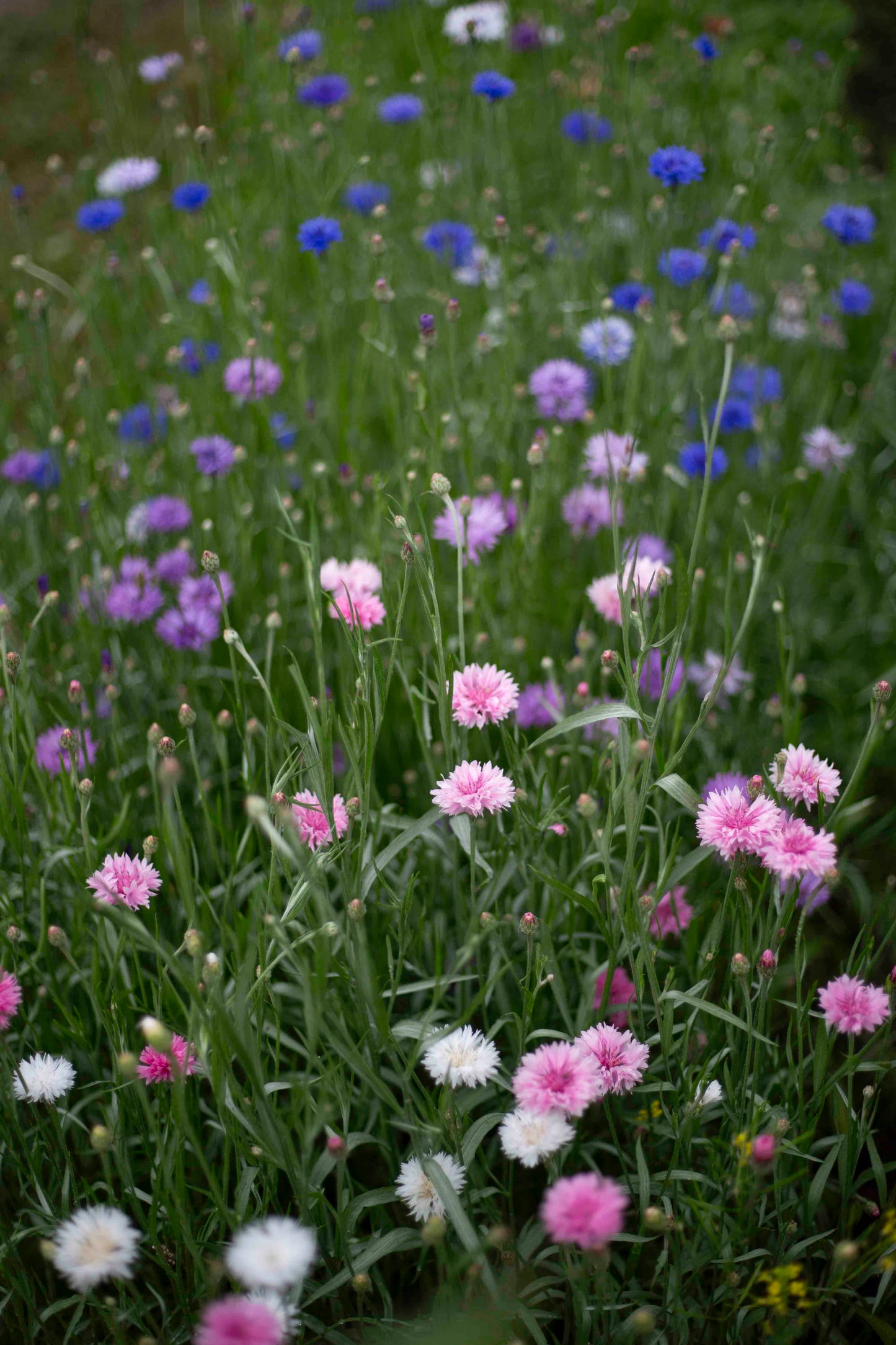 Ruiskaunokki Meadow mix