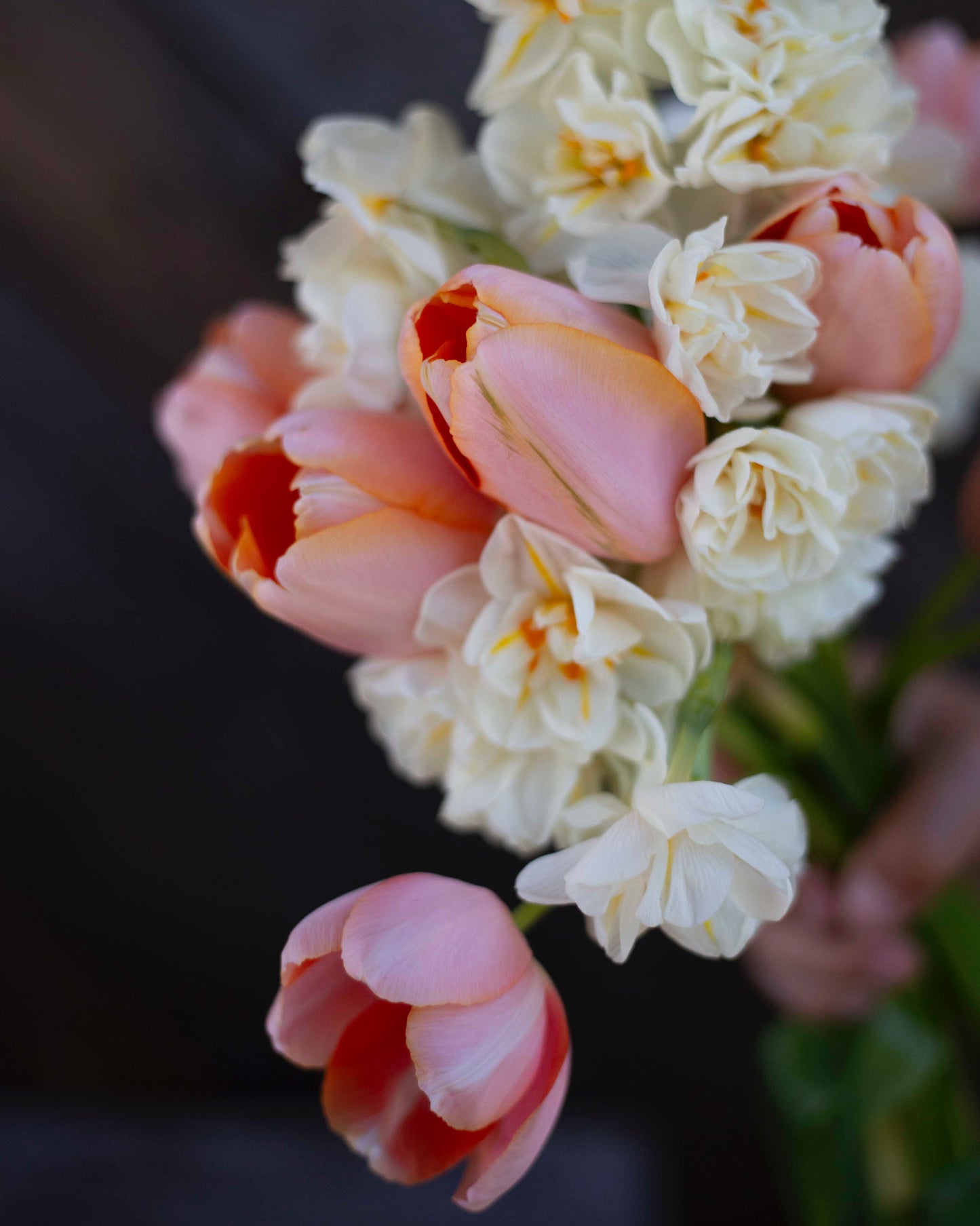 Ranskalainen tulppaani Menton
