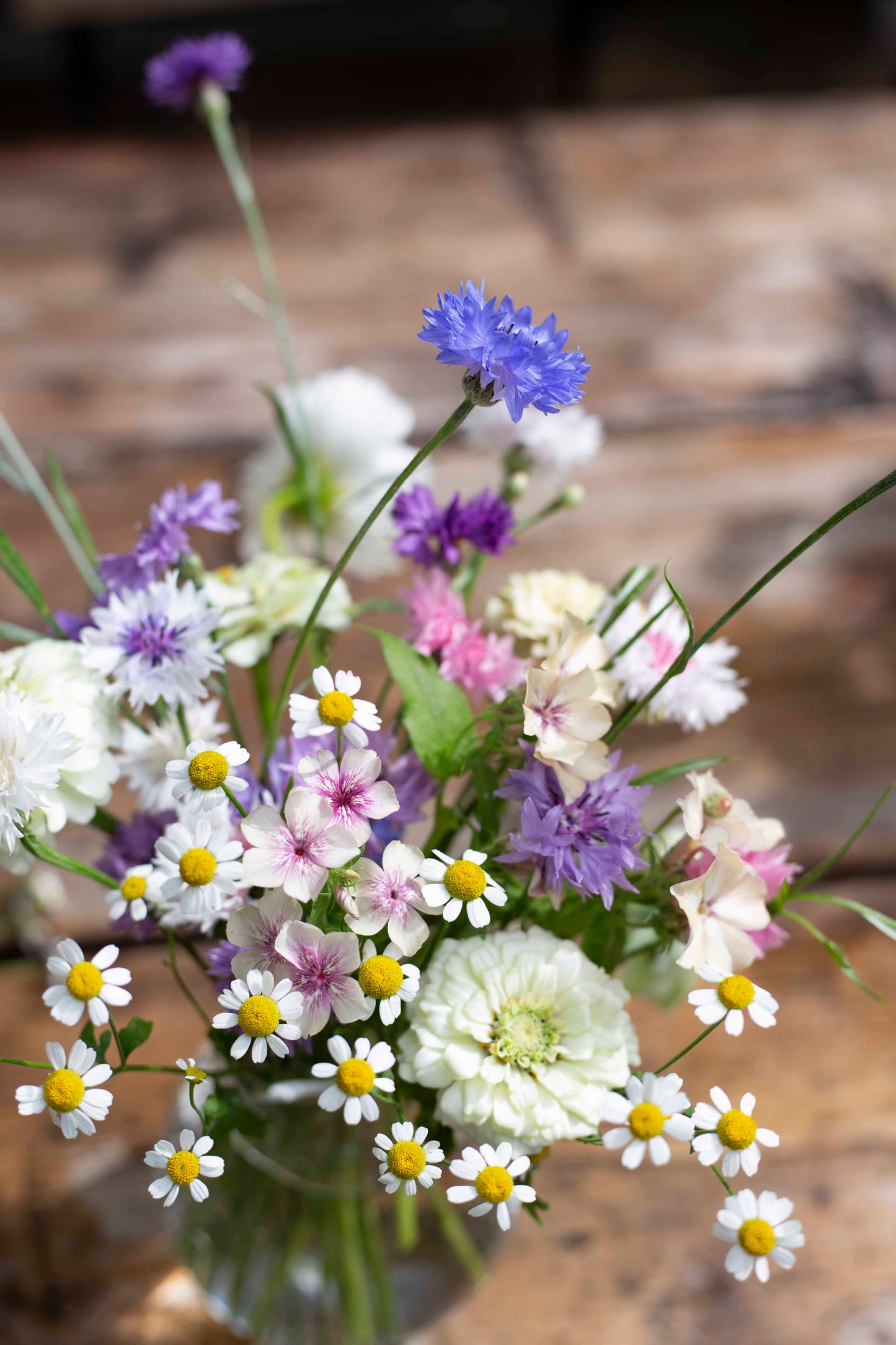 Ruiskaunokki Meadow mix