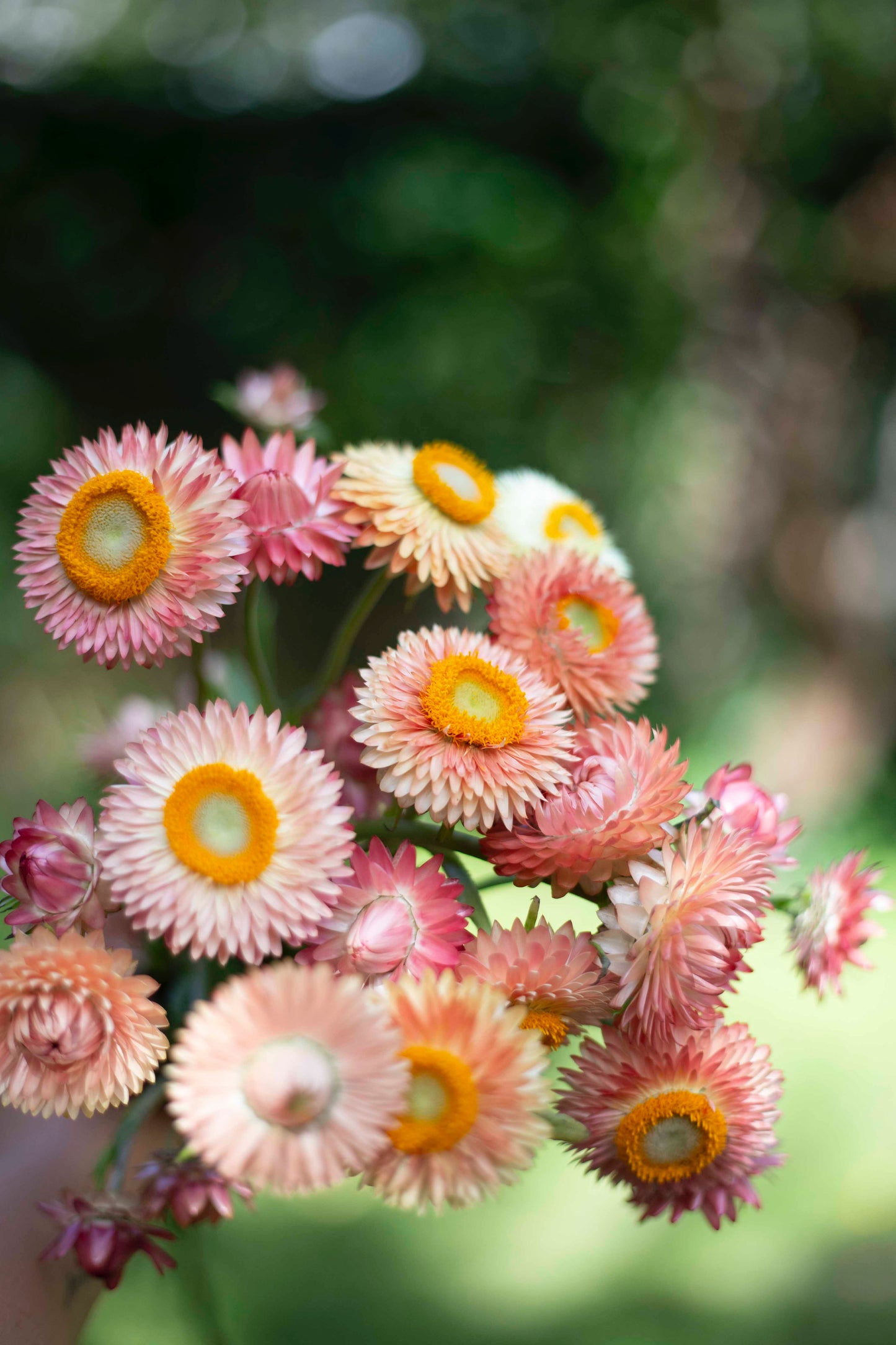 Iso-olkikukka Salmon Rose