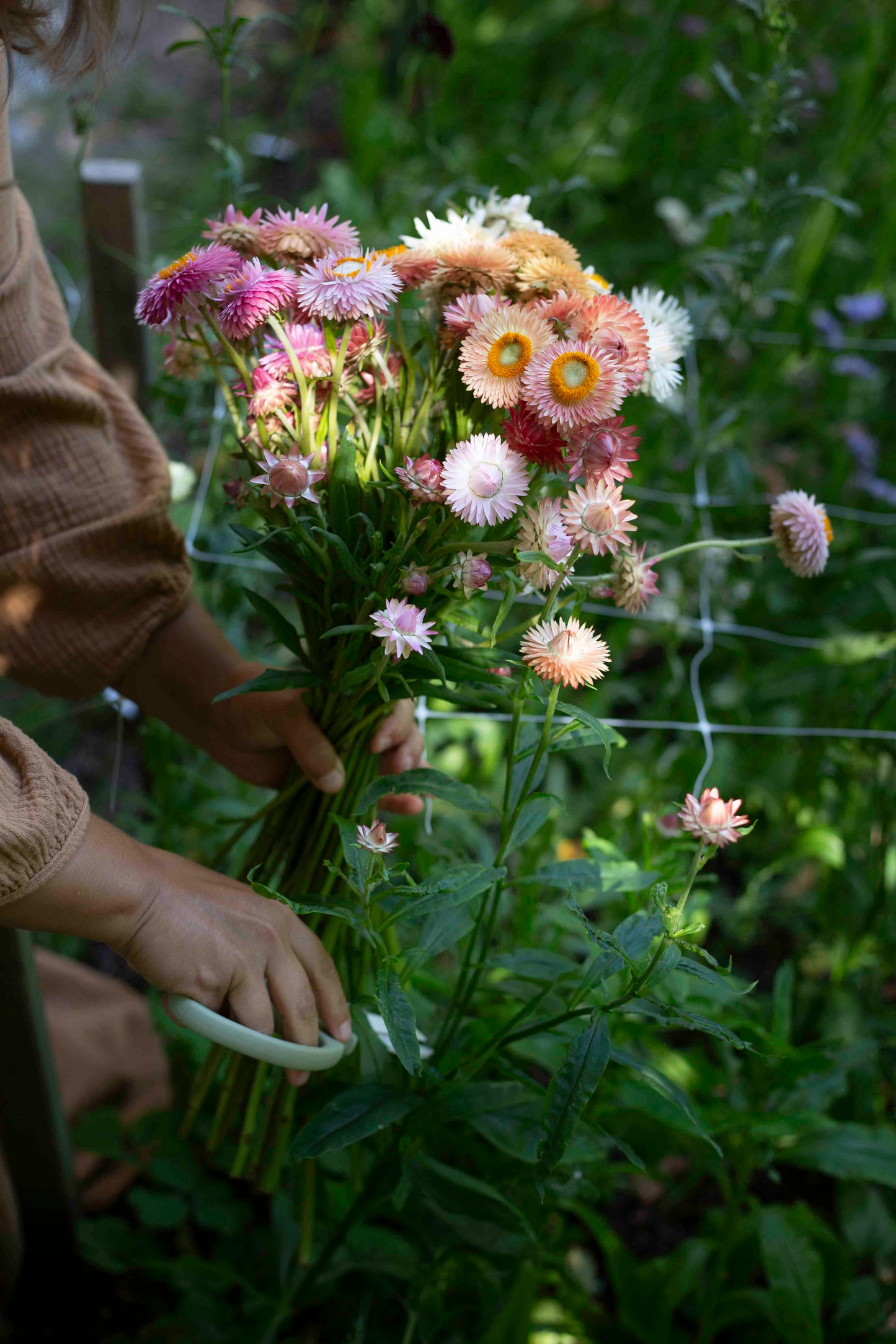 Iso-olkikukka Salmon Rose