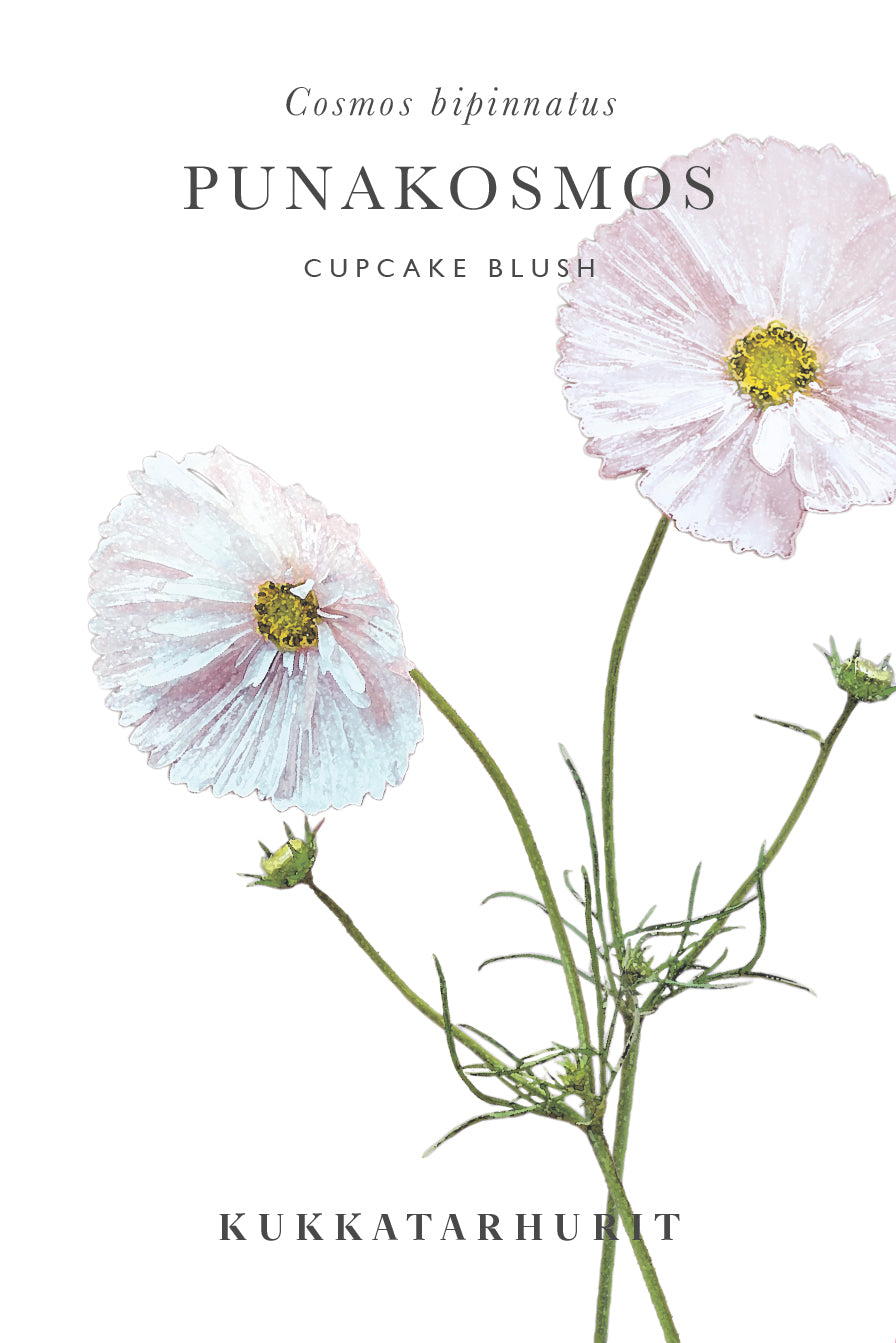 Punakosmos Cupcake Blush