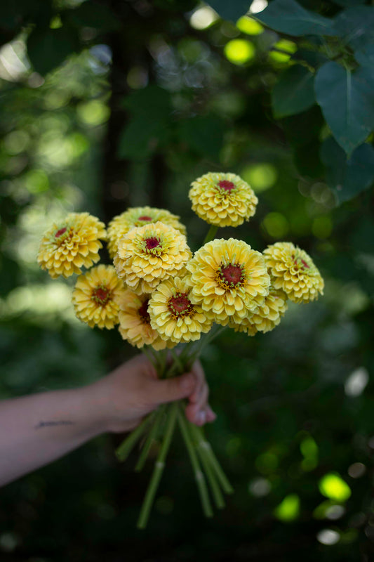 Isotsinnia Queen Lemon Peach