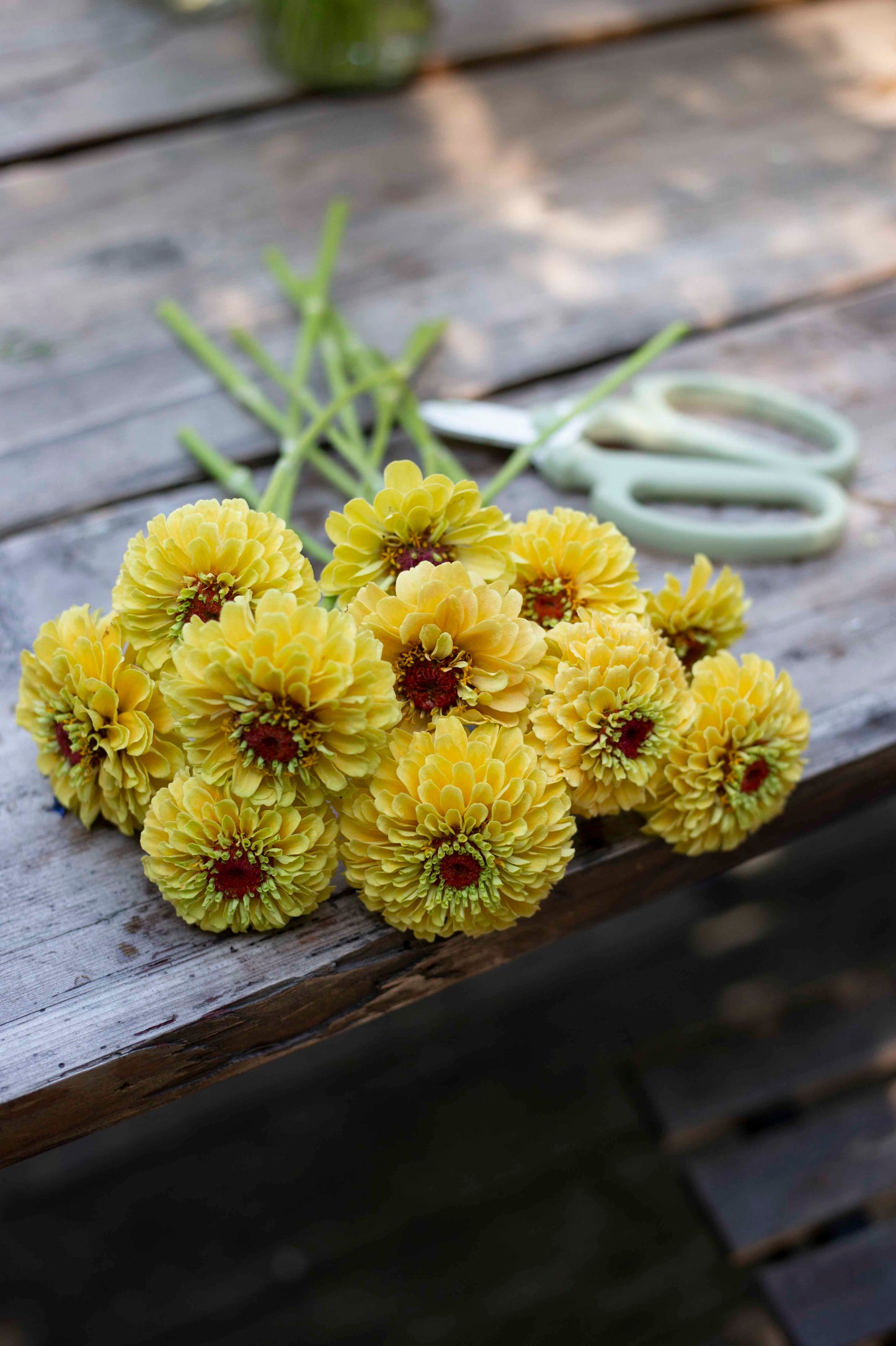 Isotsinnia Queen Lemon Peach