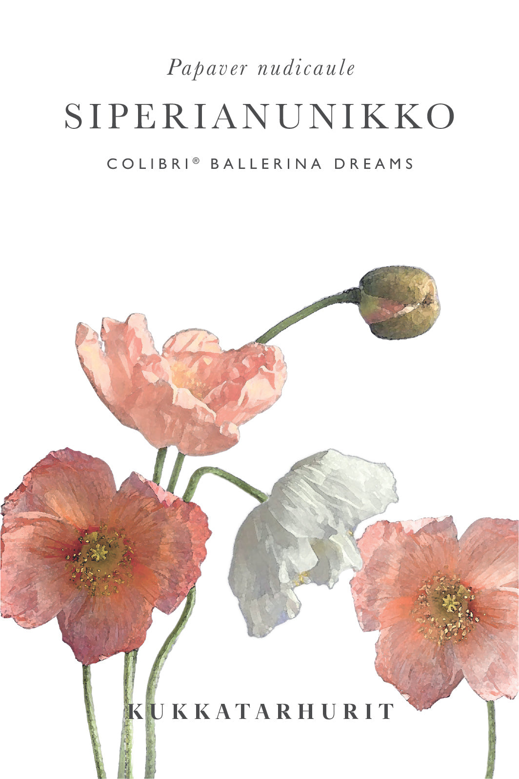 Siperianunikko Colibri Ballerina Dreams