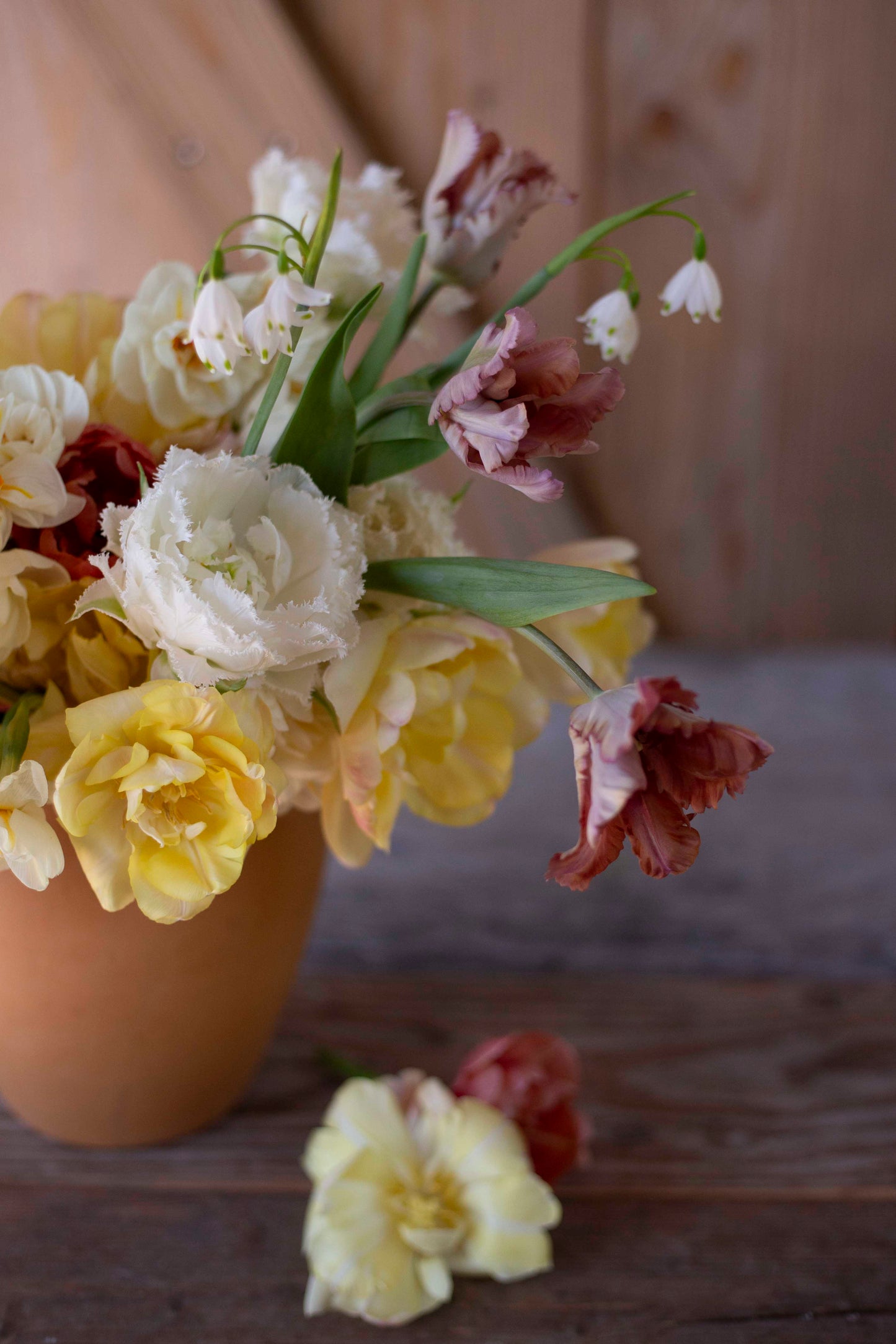 Kerrannainen ripsureunainen tulppaani Snow Crystal