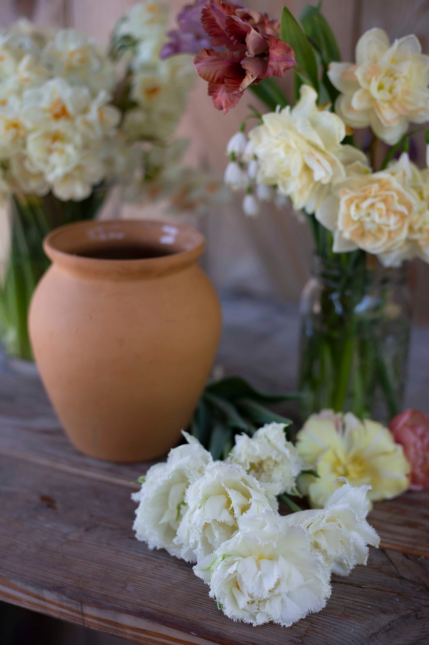 Kerrannainen ripsureunainen tulppaani Snow Crystal