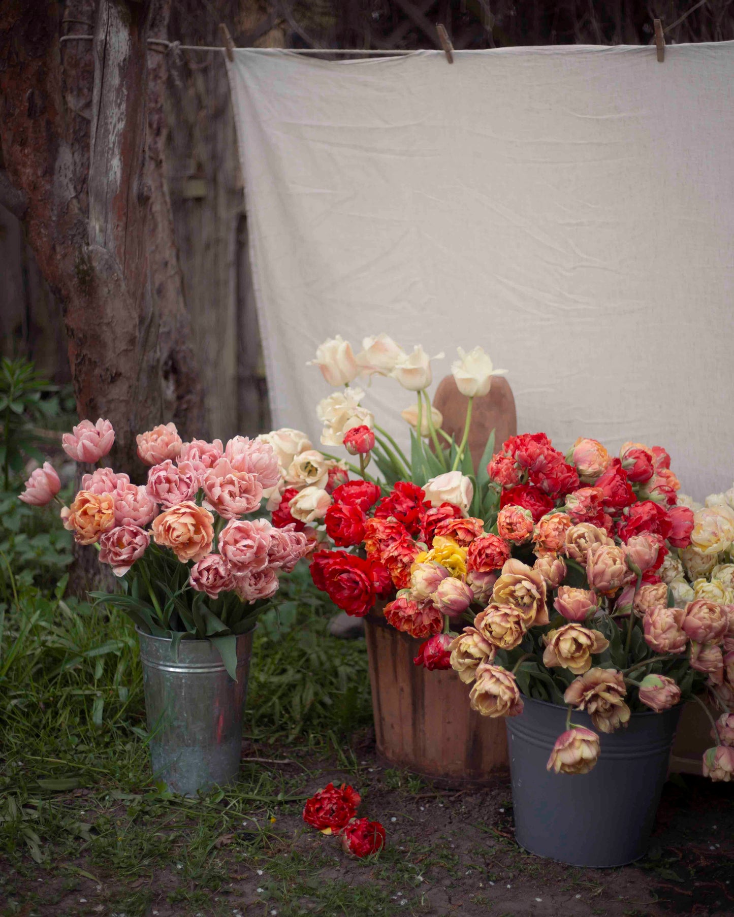 Kerrannainen tulppaani Gudoshnik Double