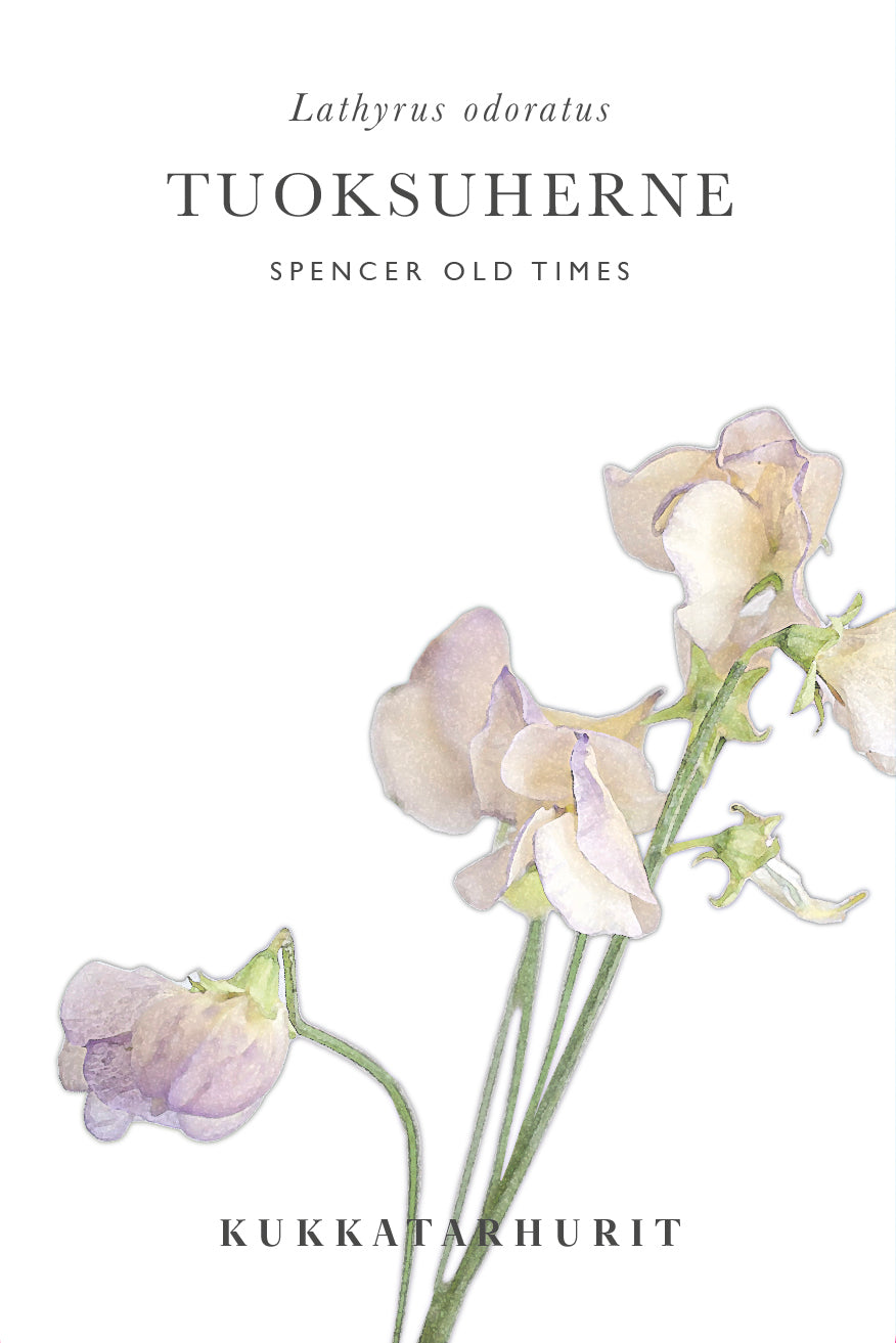 Tuoksuherne Spencer Old Times