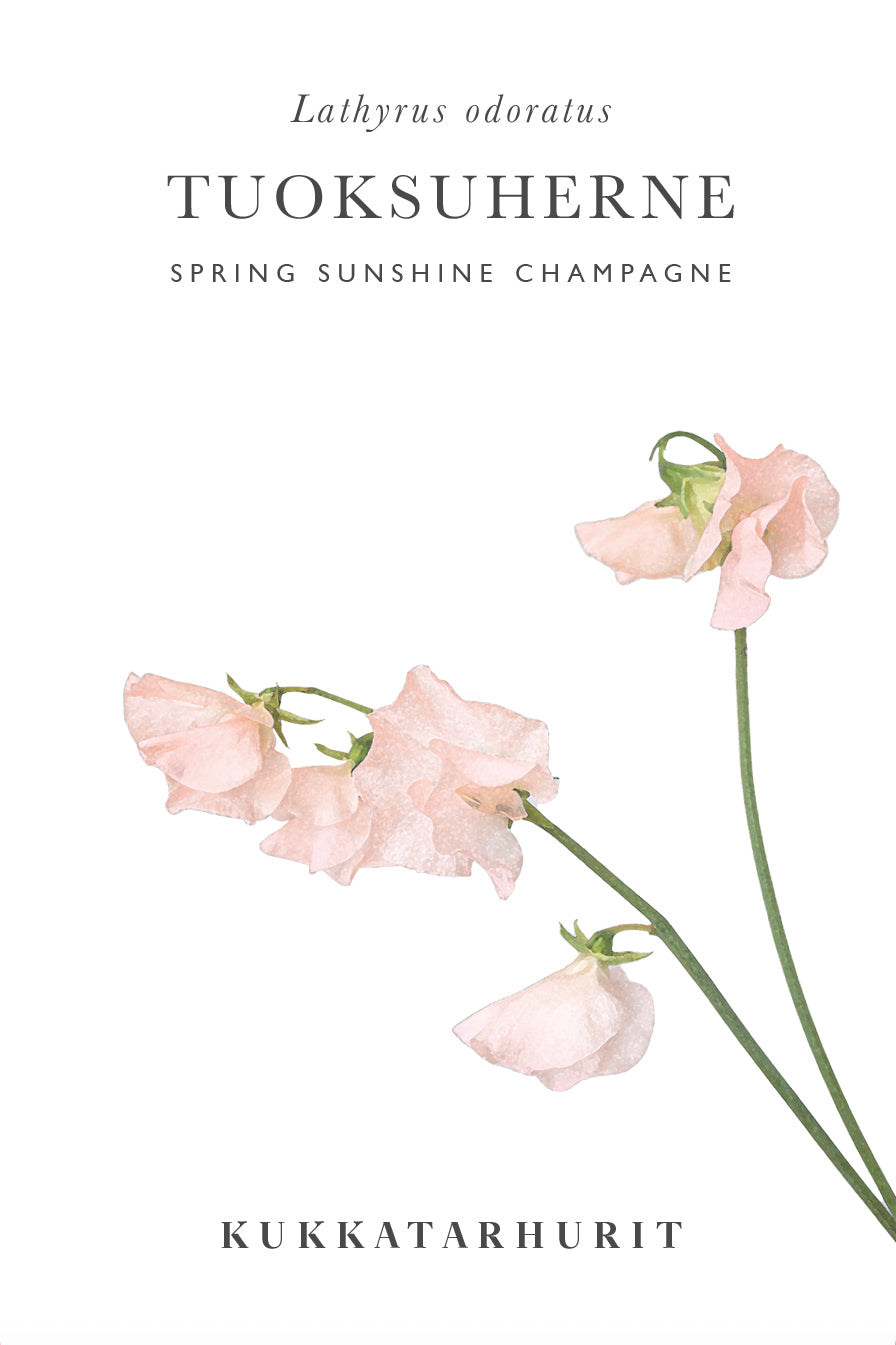 Tuoksuherne Spring Sunshine Champagne