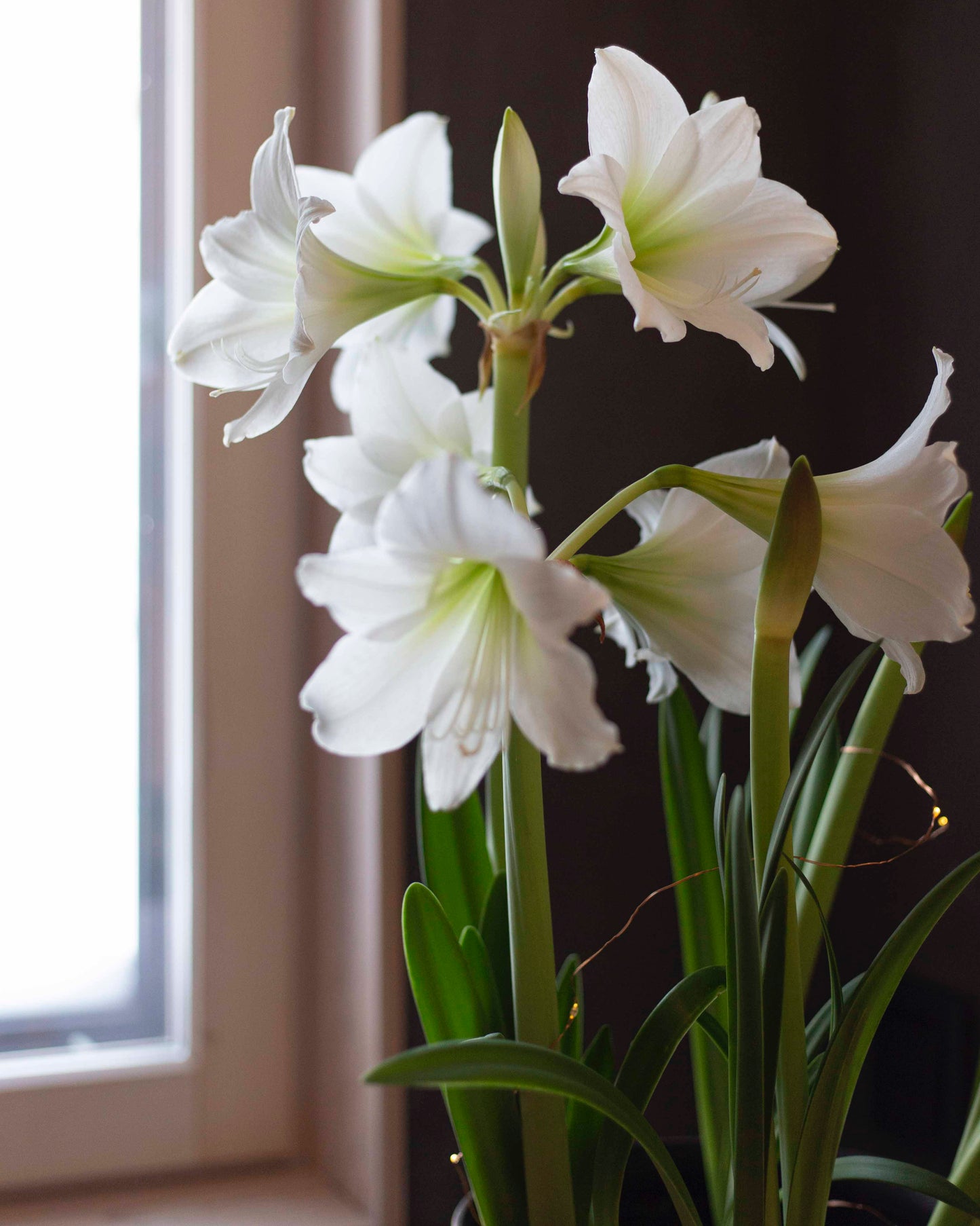 Amaryllis White Garden®